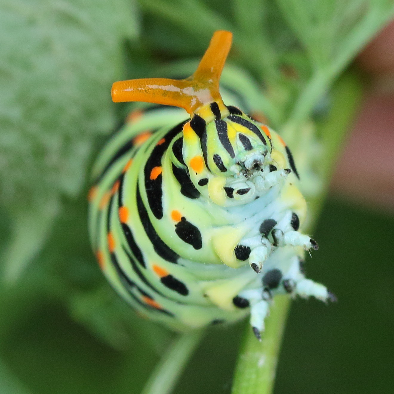 papilio_machaon_ch4md