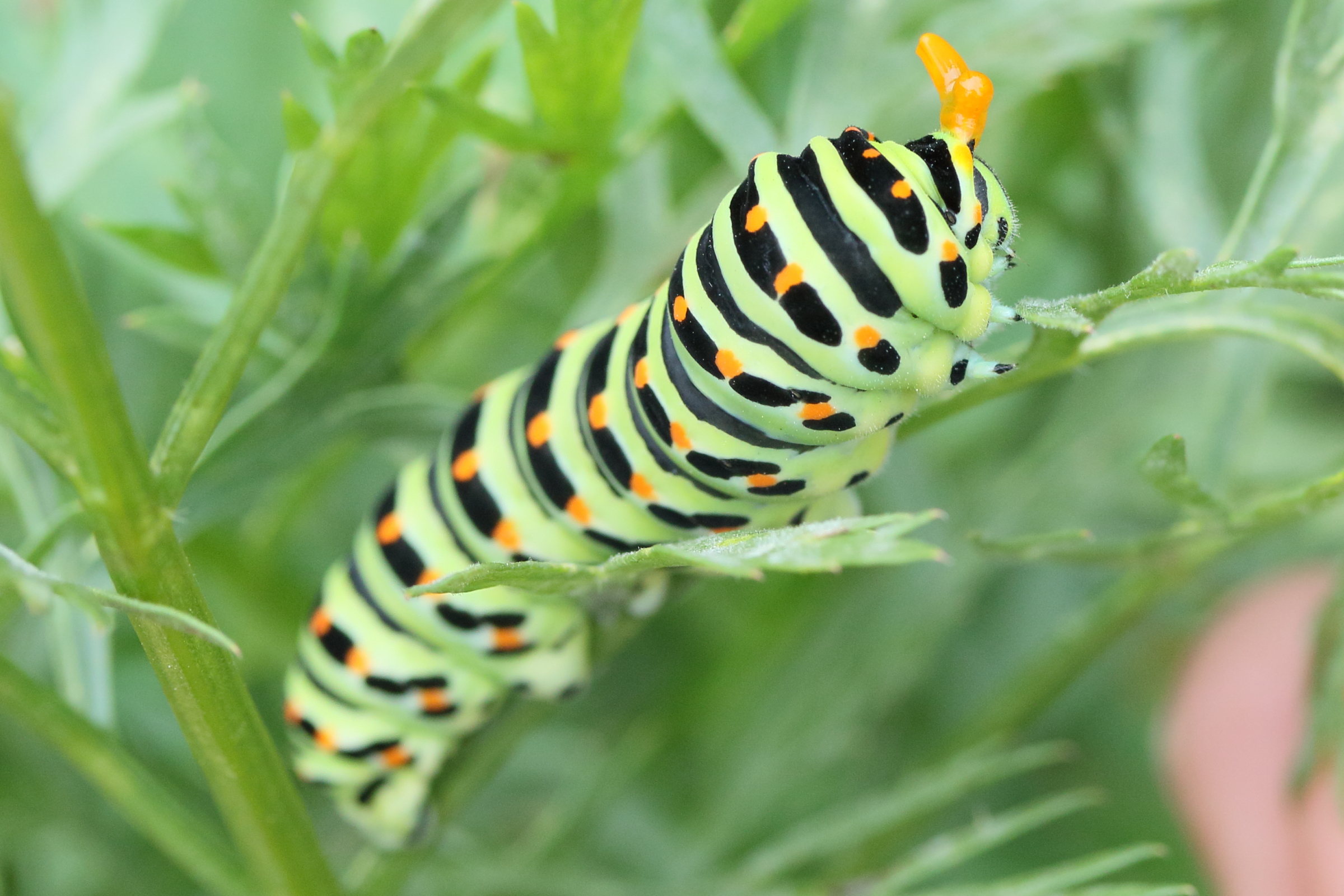 papilio_machaon_ch5md