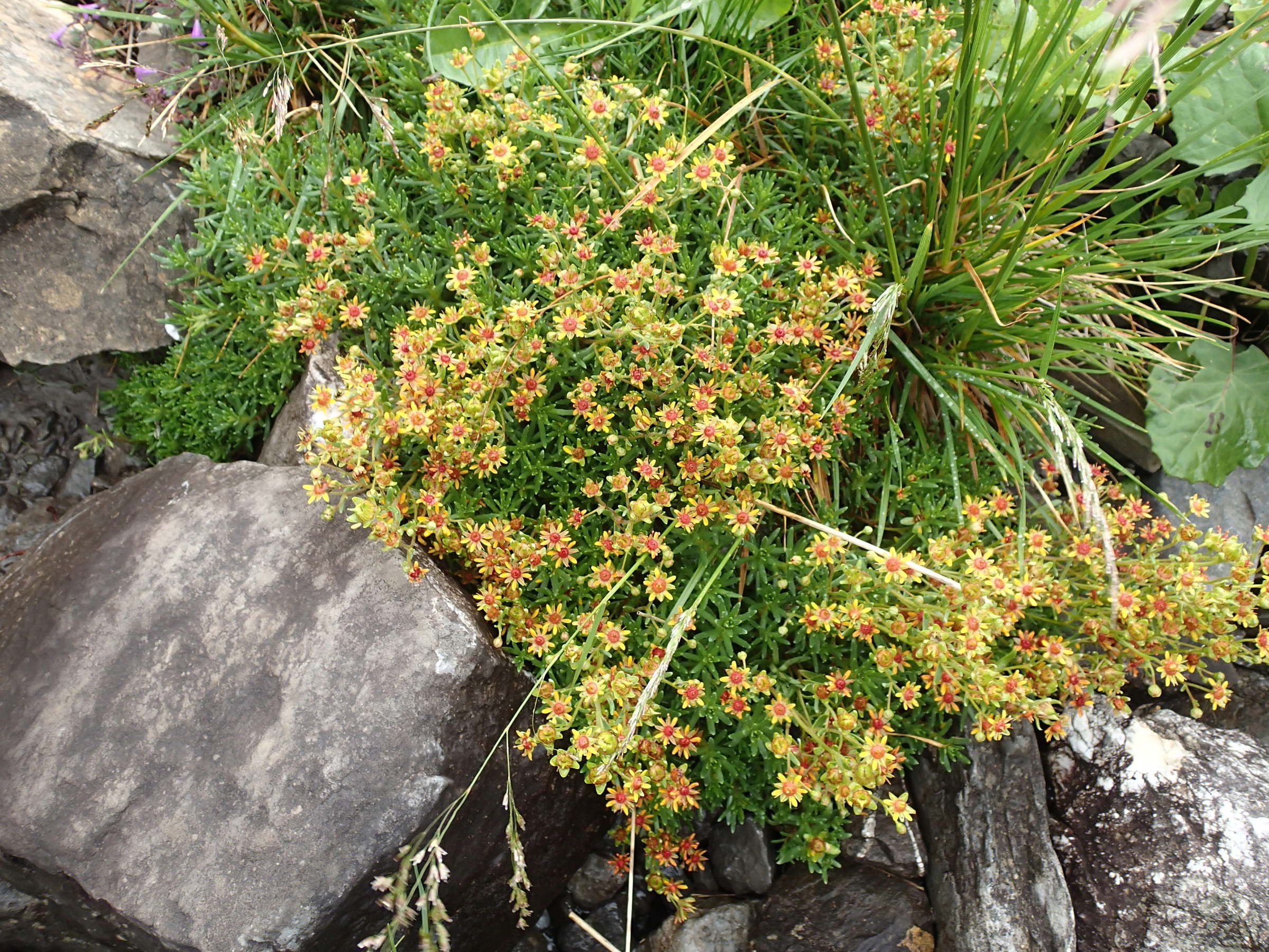 Afficher le média saxifraga_aizoides6md saxifraga_aizoides6md