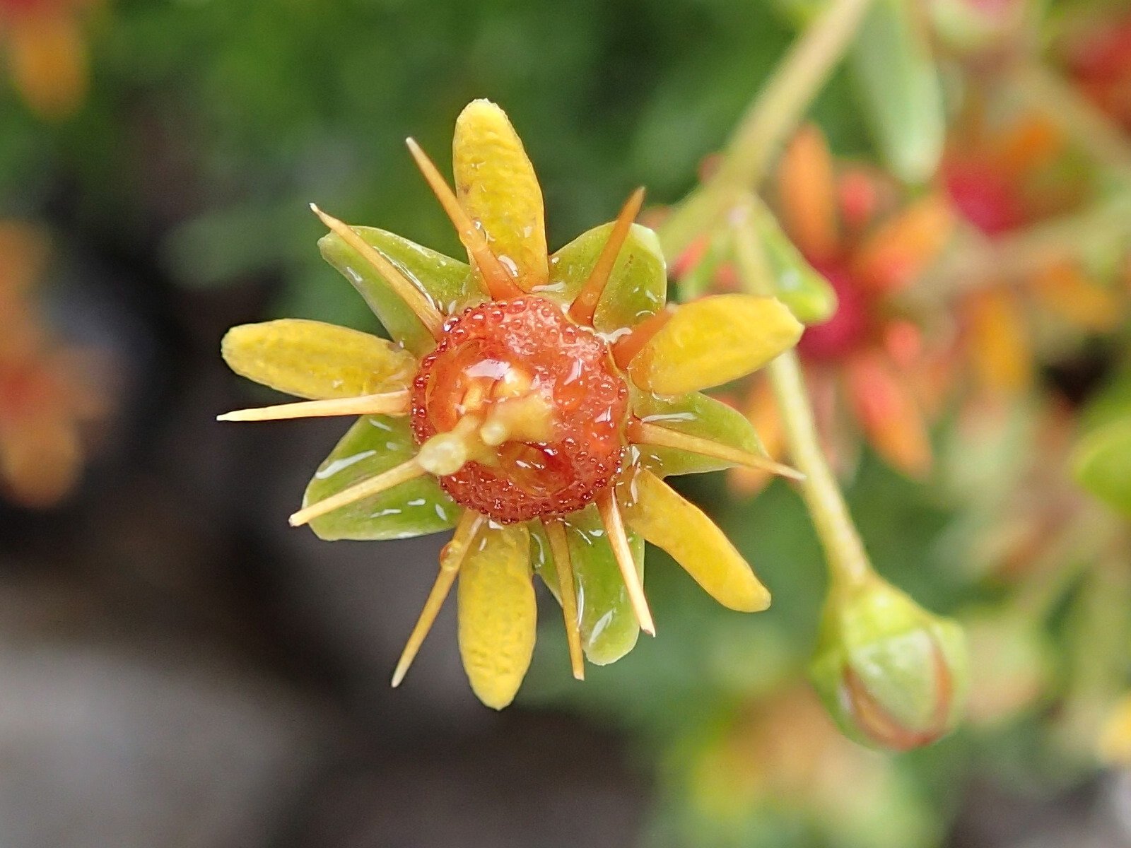 Afficher le média saxifraga_aizoides7md saxifraga_aizoides7md