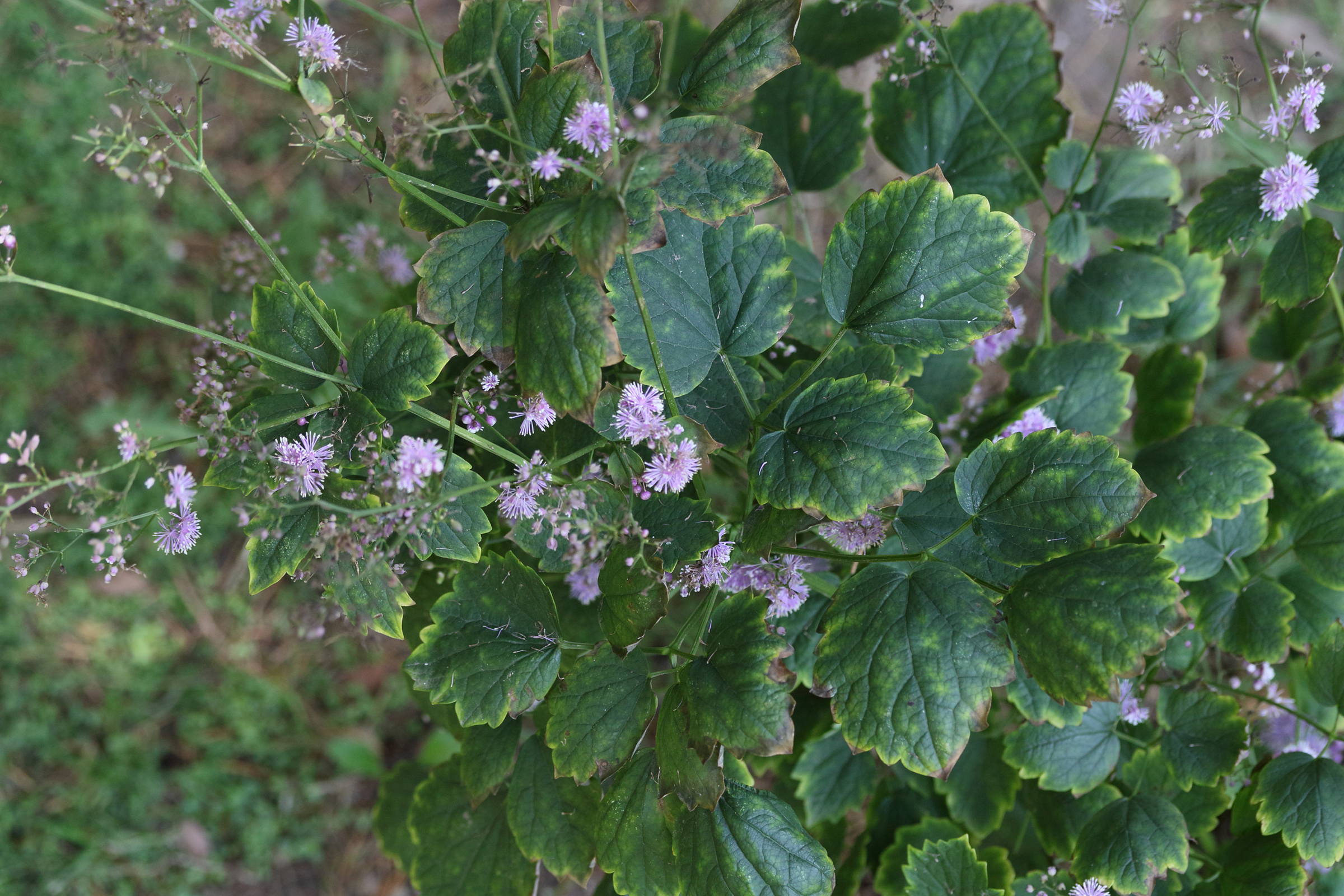 thalictrum_actaeifolium1md