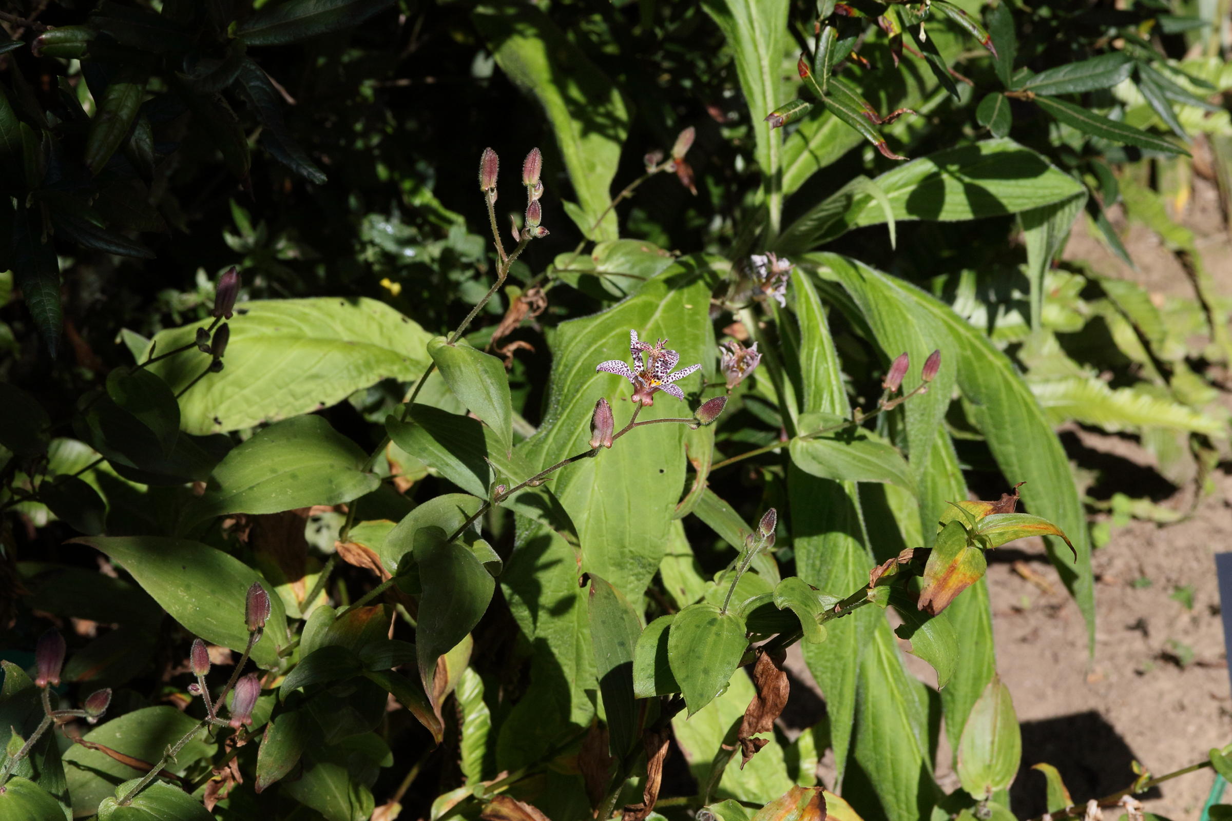 Afficher le média tricyrtis_formosana1md tricyrtis_formosana1md