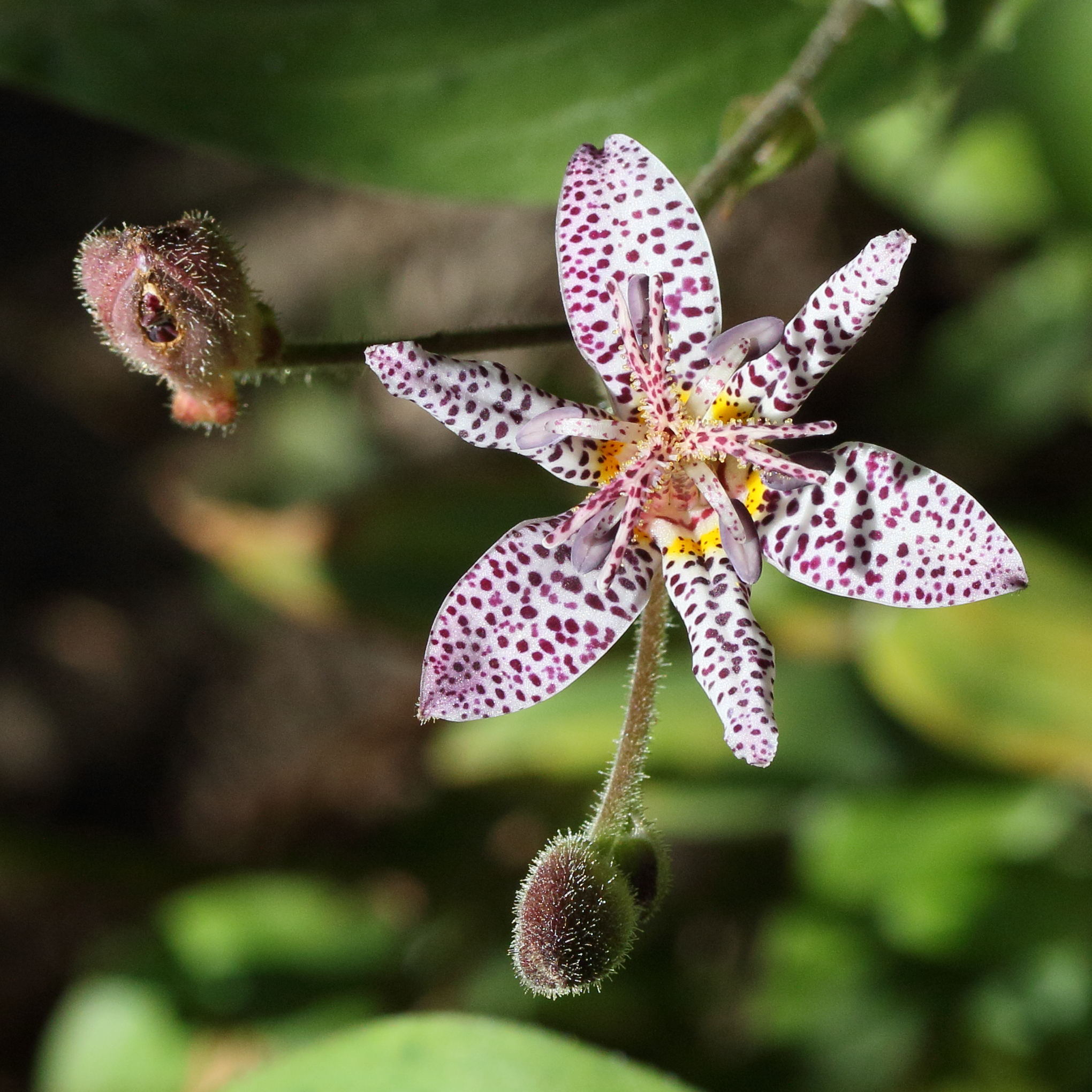 Afficher le média tricyrtis_formosana2md tricyrtis_formosana2md