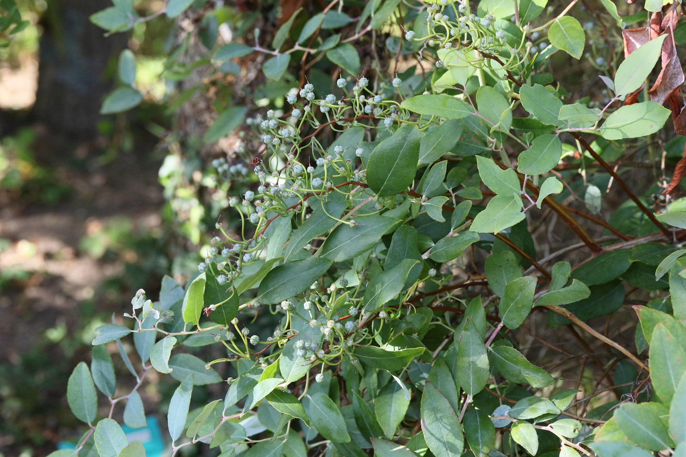 Afficher le média zenobia_pulverulenta2md zenobia_pulverulenta2md