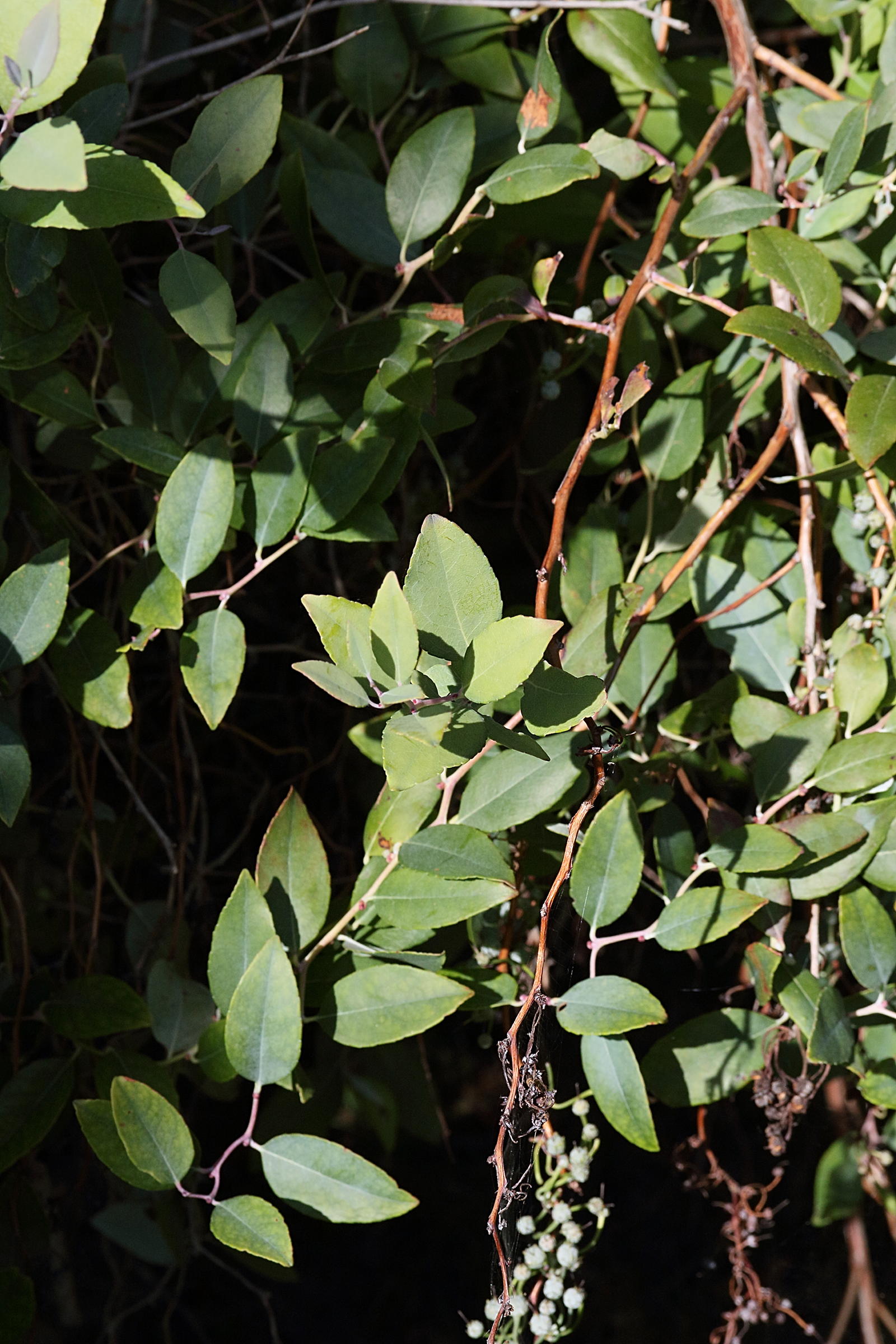 Afficher le média zenobia_pulverulenta3md zenobia_pulverulenta3md