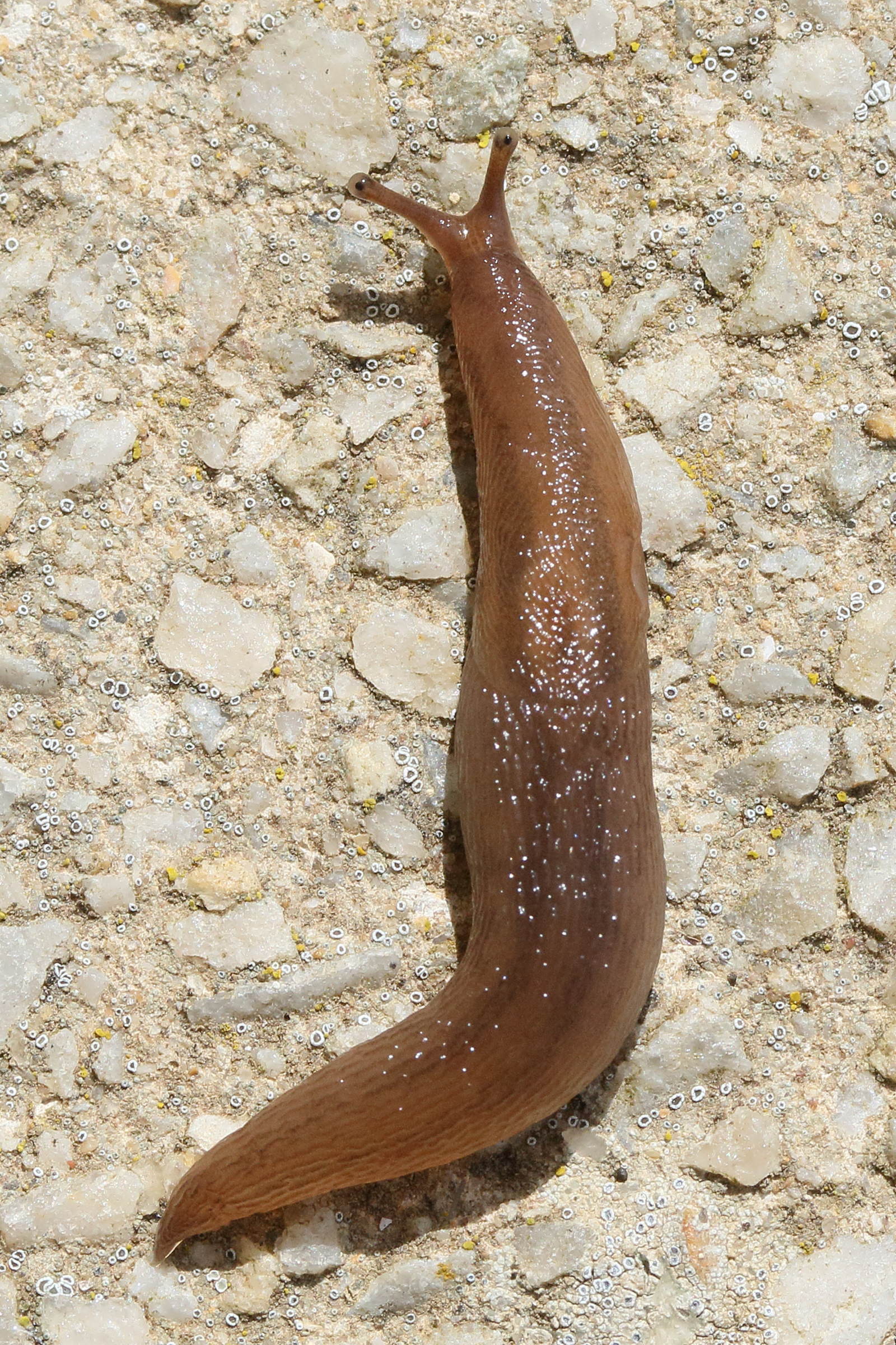 deroceras_agreste1md