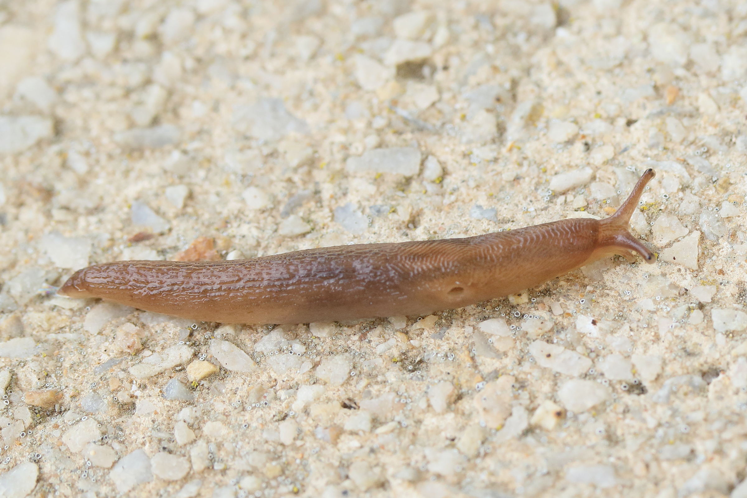 deroceras_agreste2md