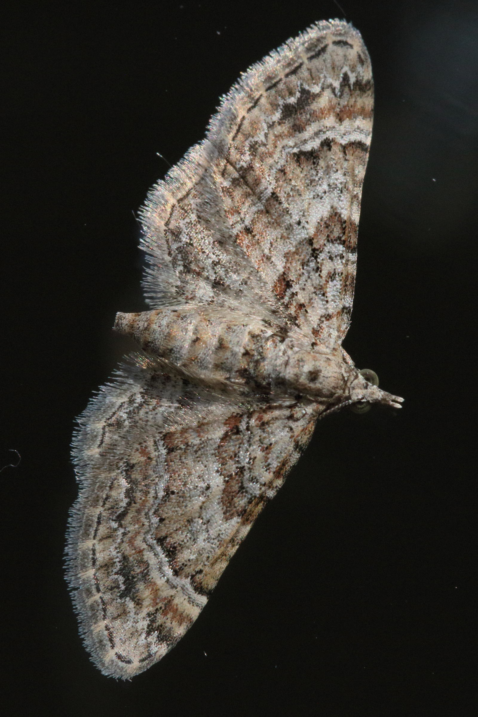 gymnoscelis_rufifasciata1md