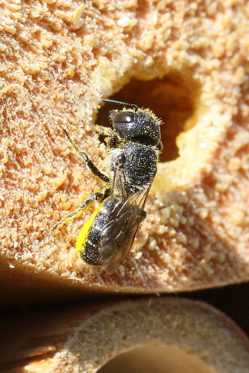 heriades_truncorum2md