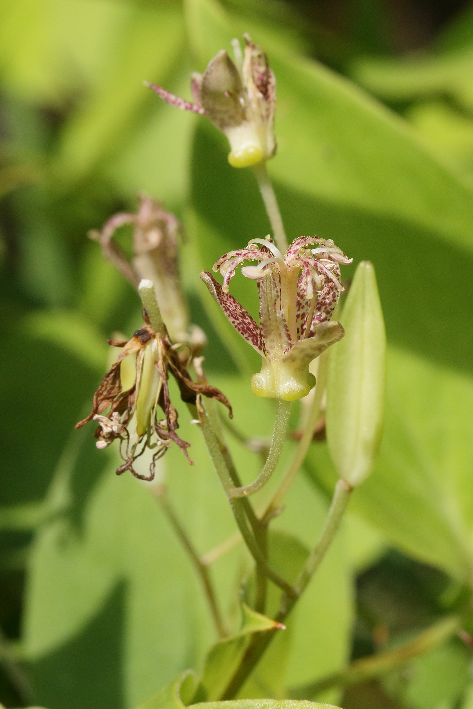Afficher le média tricyrtis_latifolia2md tricyrtis_latifolia2md