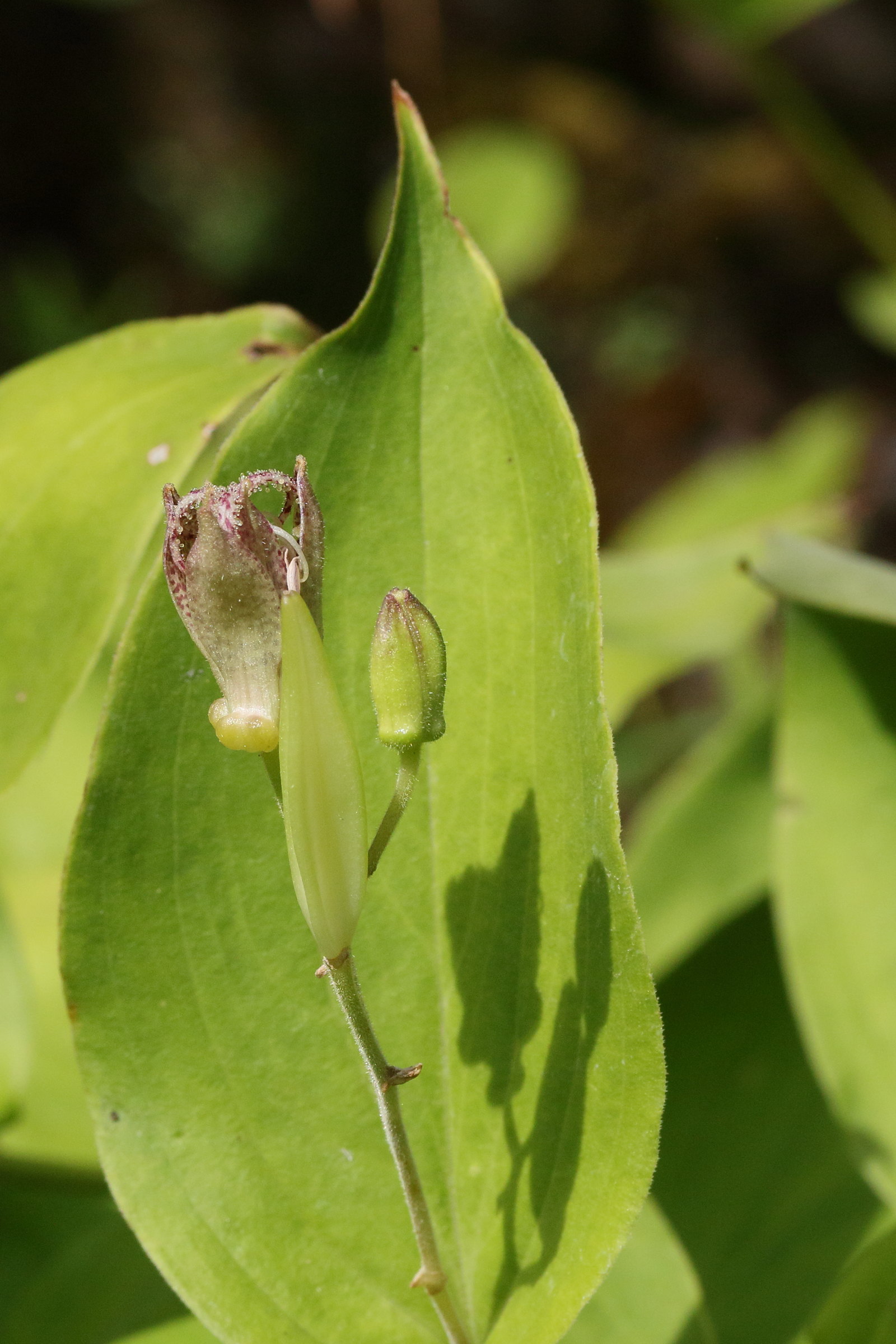 Afficher le média tricyrtis_latifolia3md tricyrtis_latifolia3md