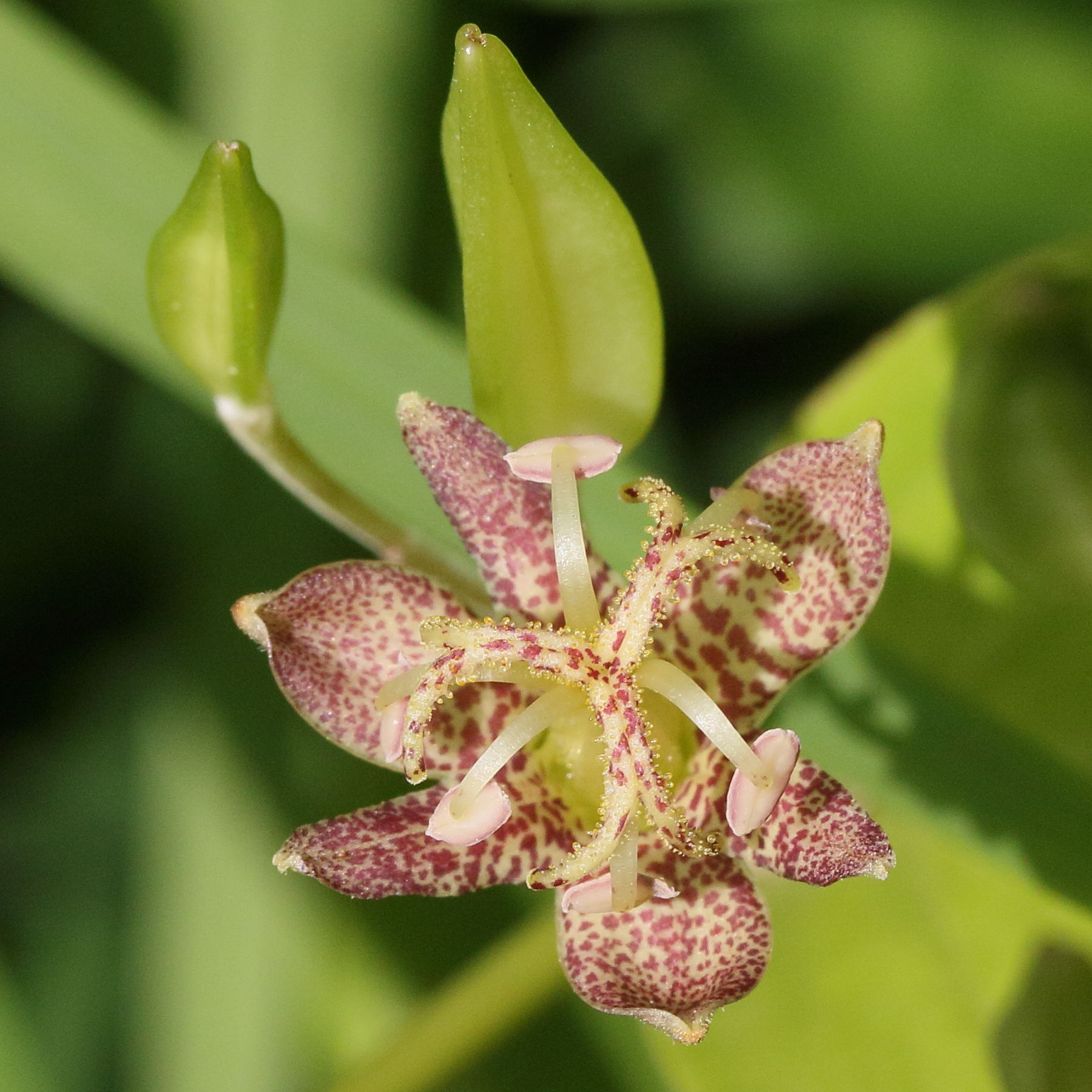 Afficher le média tricyrtis_latifolia4md tricyrtis_latifolia4md