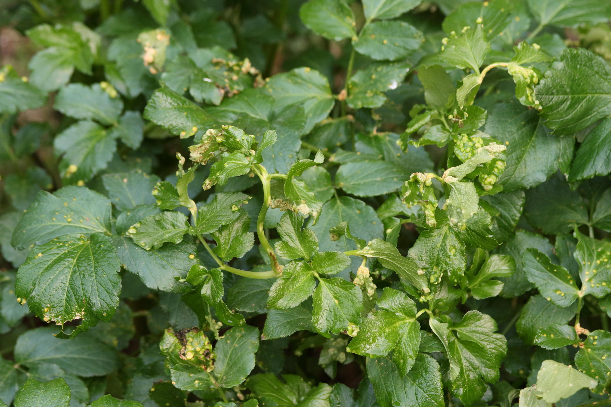 Afficher le média puccinia_heraclei_galle1md puccinia_heraclei_galle1md