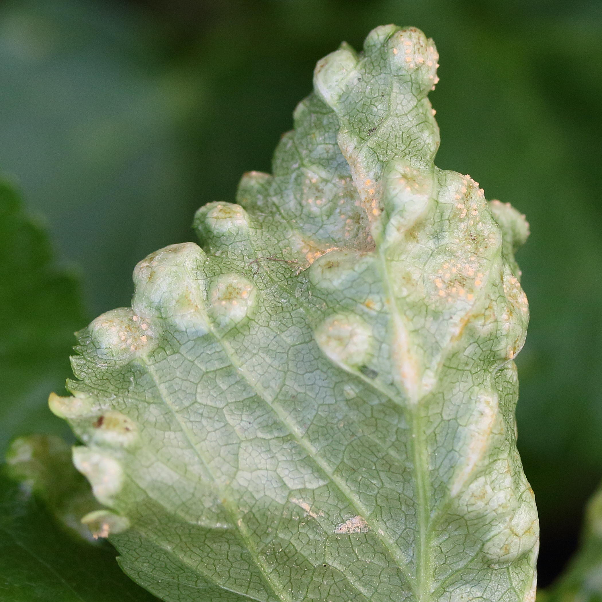 Afficher le média puccinia_heraclei_galle2md puccinia_heraclei_galle2md