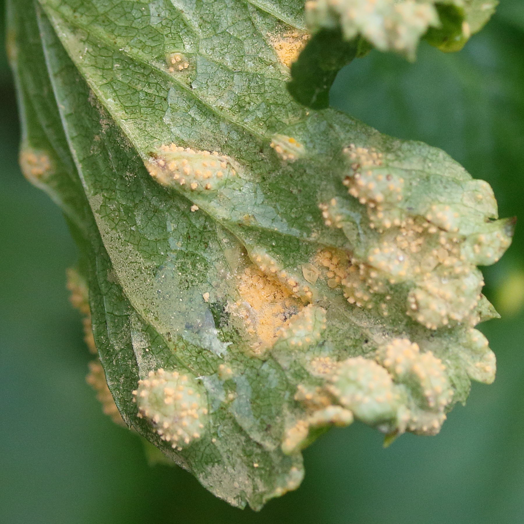 Afficher le média puccinia_heraclei_galle3md puccinia_heraclei_galle3md