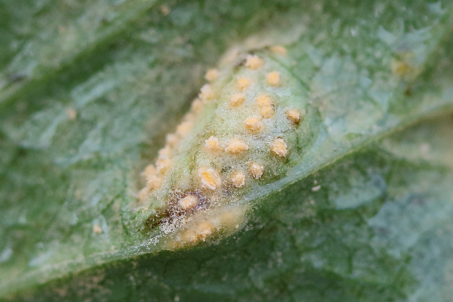 Afficher le média puccinia_heraclei_galle4md puccinia_heraclei_galle4md