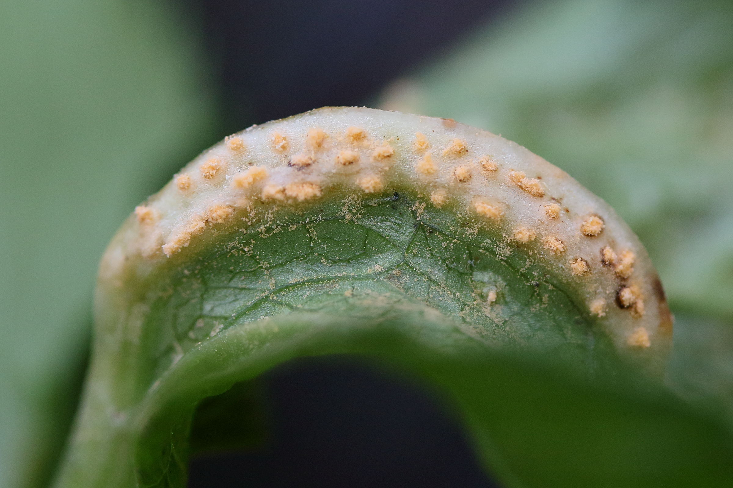 Afficher le média puccinia_heraclei_galle5md puccinia_heraclei_galle5md