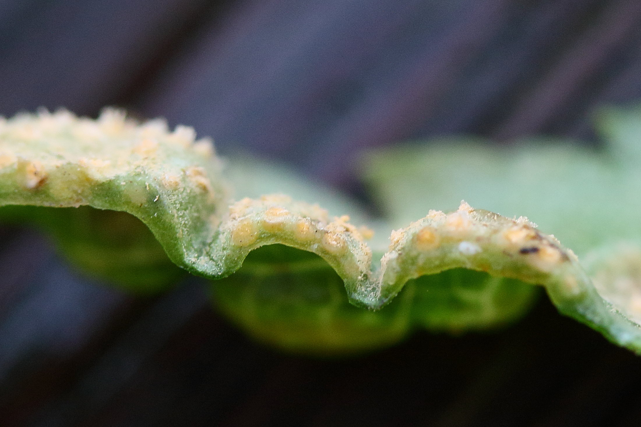 Afficher le média puccinia_heraclei_galle6md puccinia_heraclei_galle6md