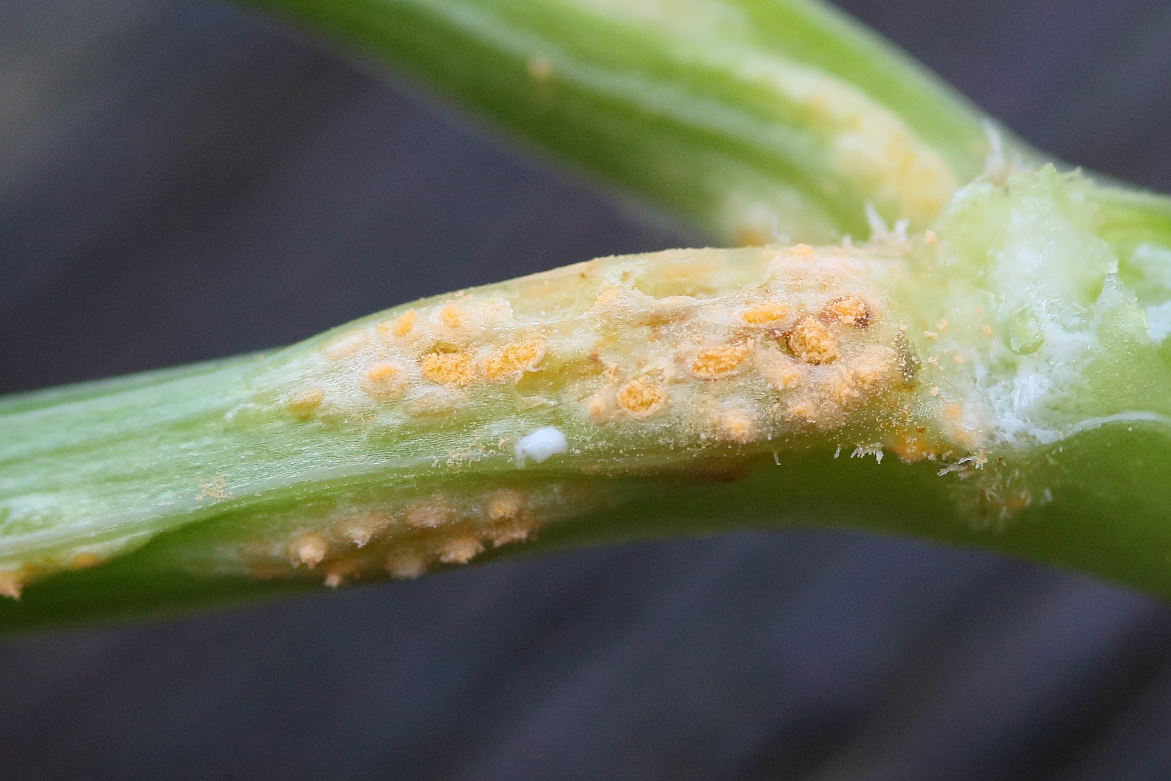 Afficher le média puccinia_heraclei_galle7md puccinia_heraclei_galle7md