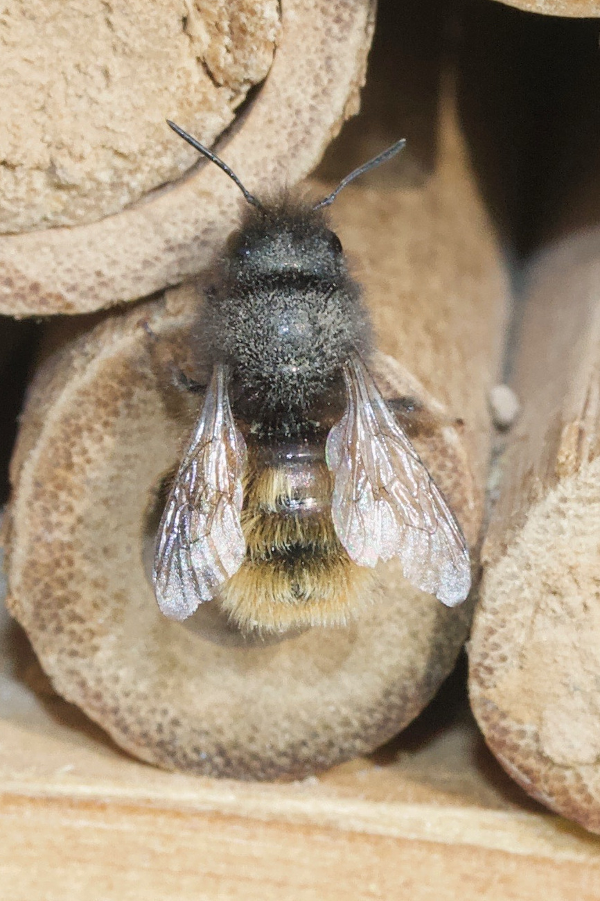 osmia_bicornis2md