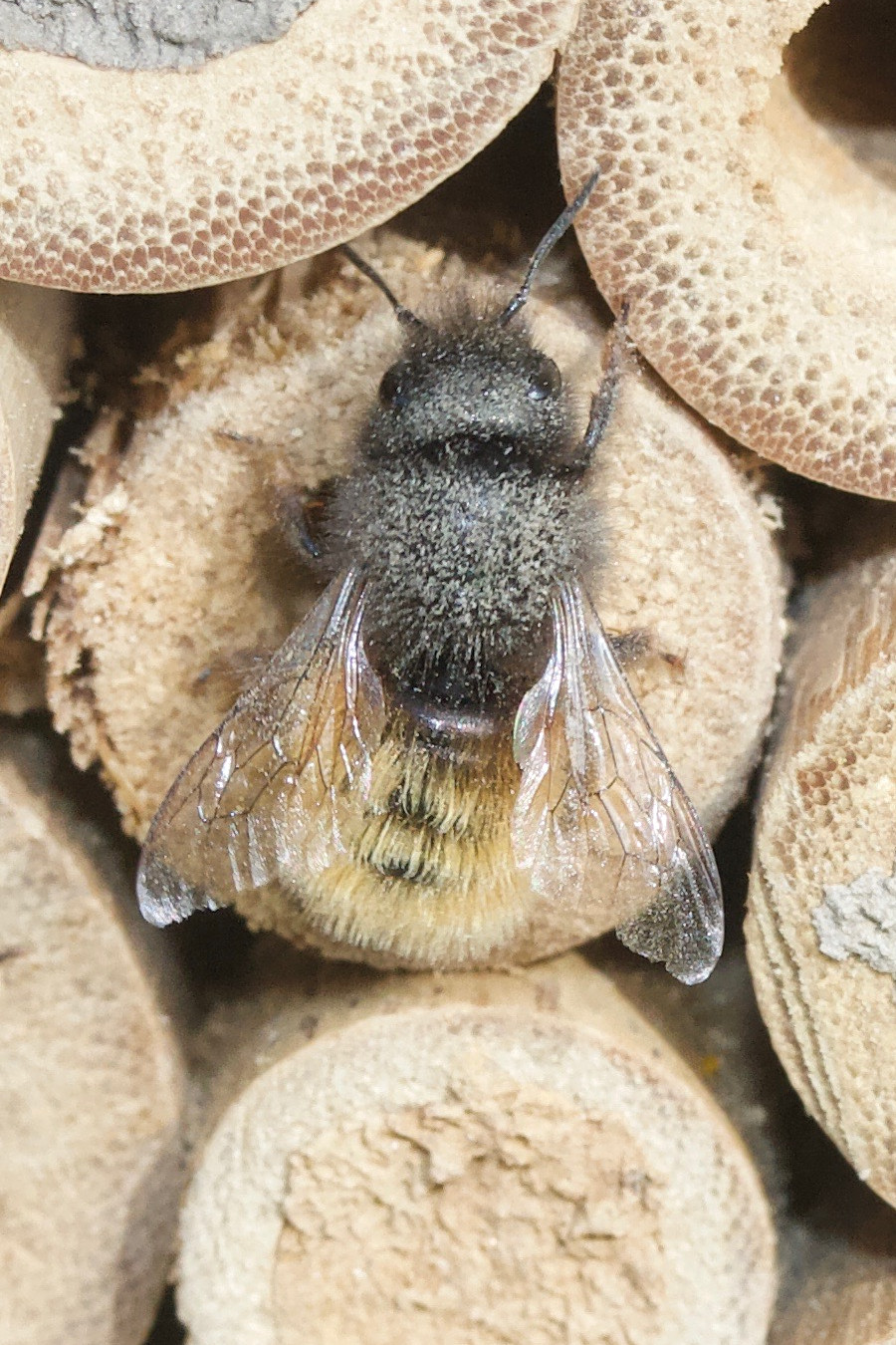 osmia_bicornis3md