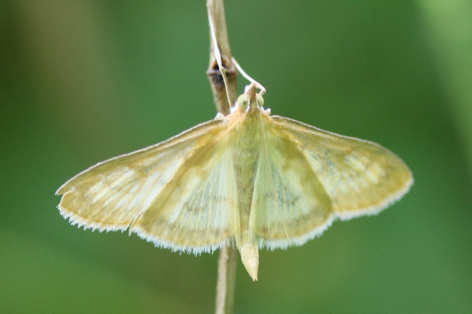 Afficher le média paratalanta_pandalis1md paratalanta_pandalis1md