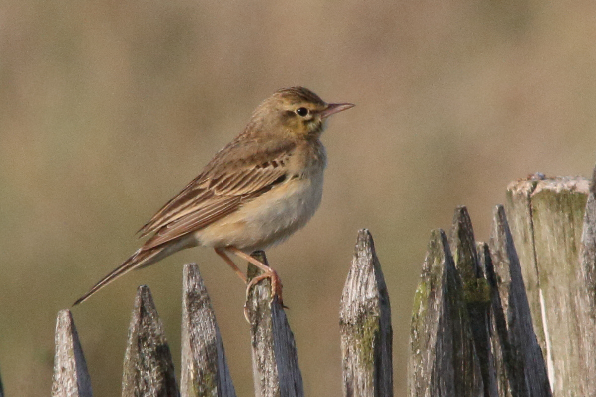 pipit_rousseline_-_anthus_campestris1md