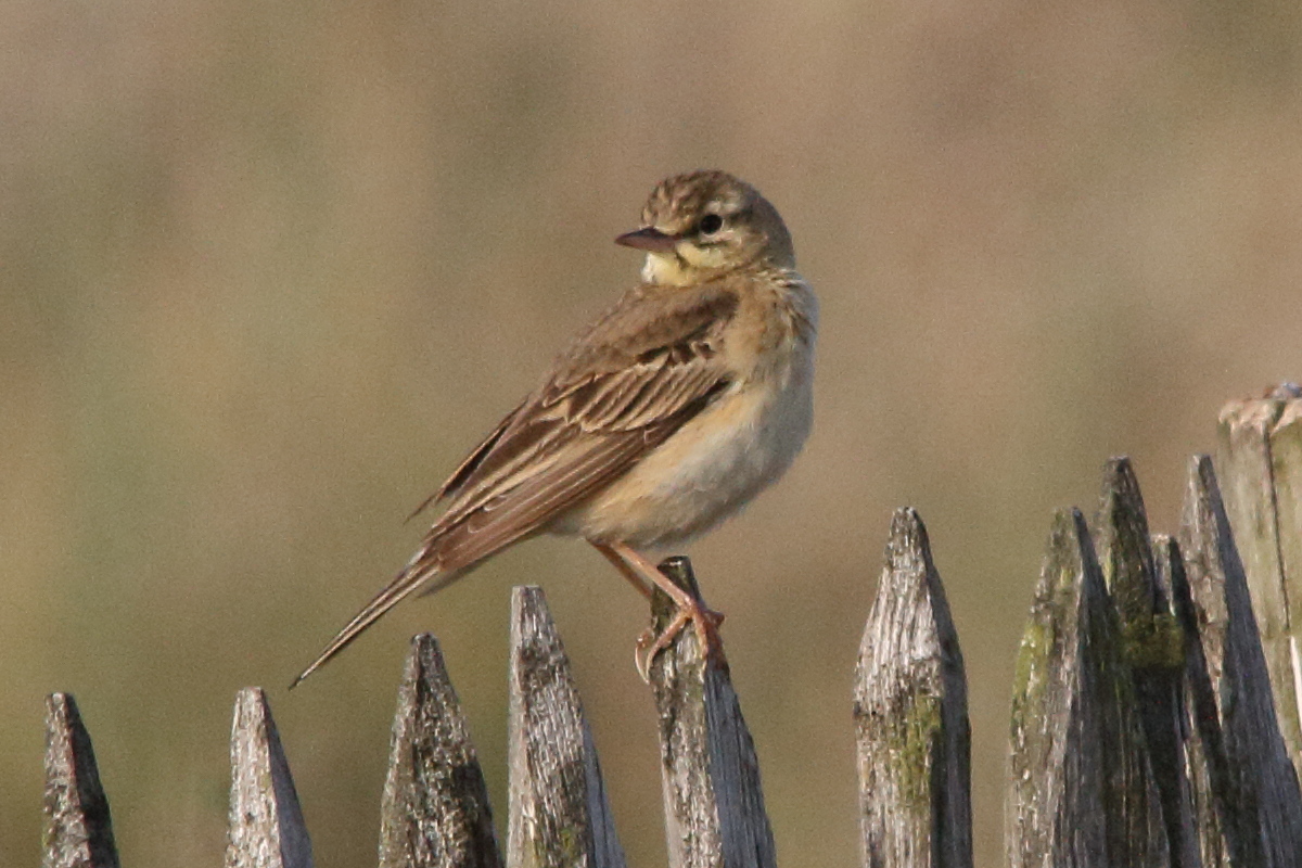 pipit_rousseline_-_anthus_campestris2md