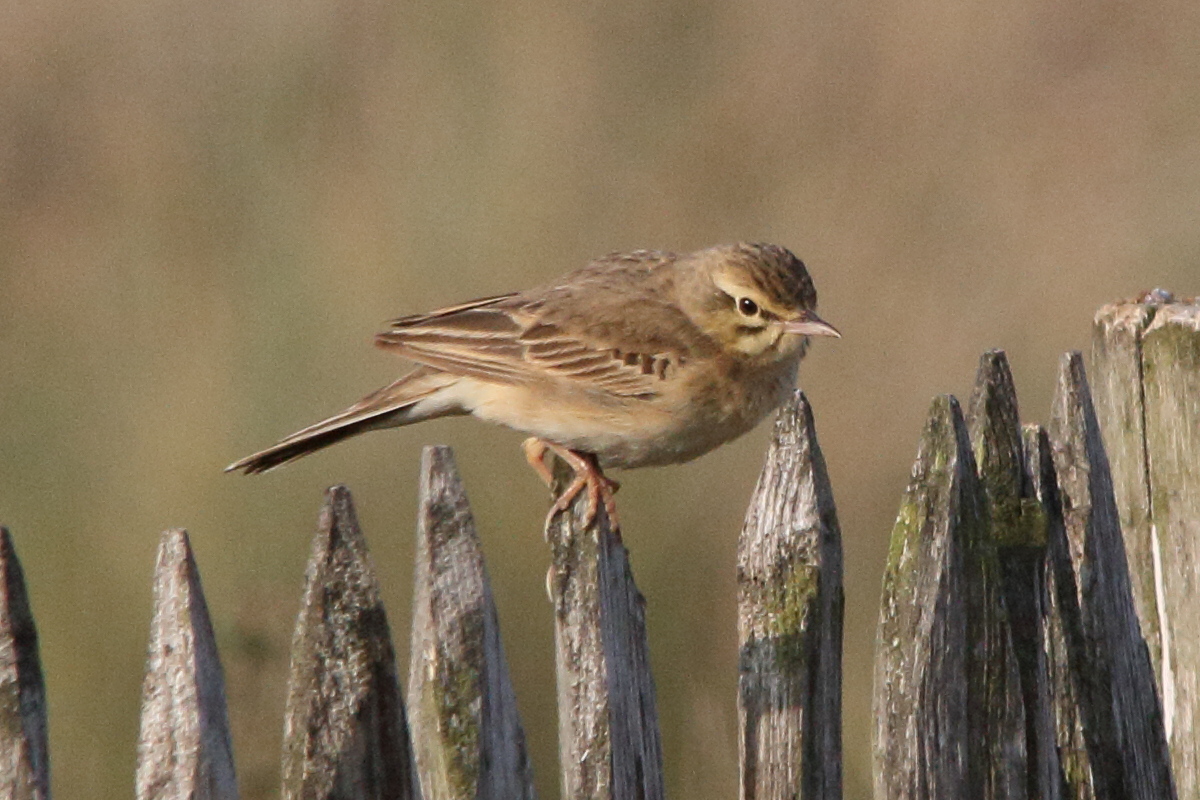 pipit_rousseline_-_anthus_campestris3md