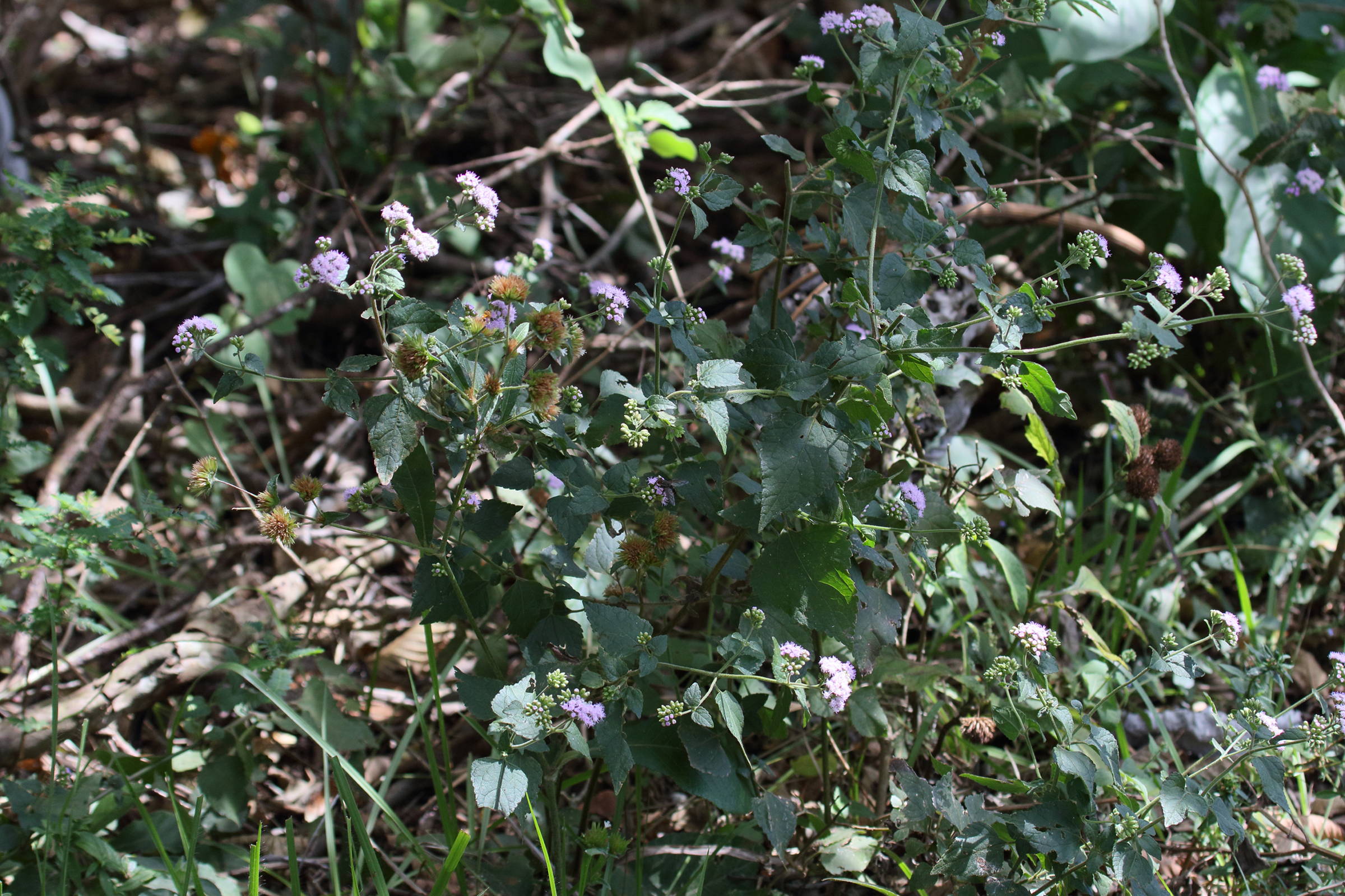 ageratum_conyzoides7md