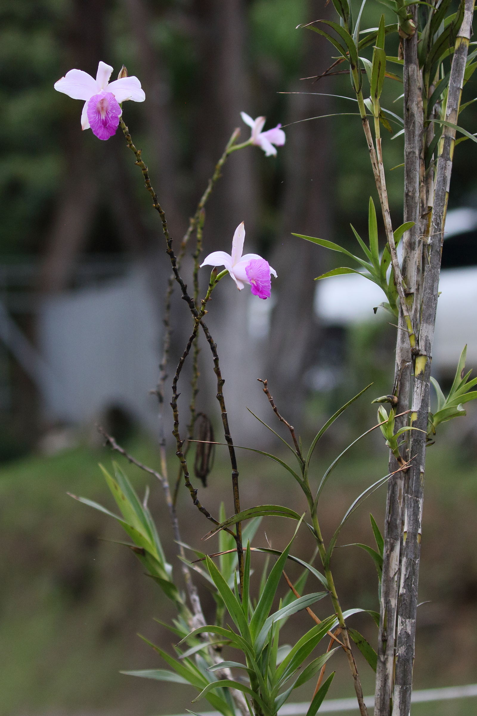 arundina_graminifolia5bd