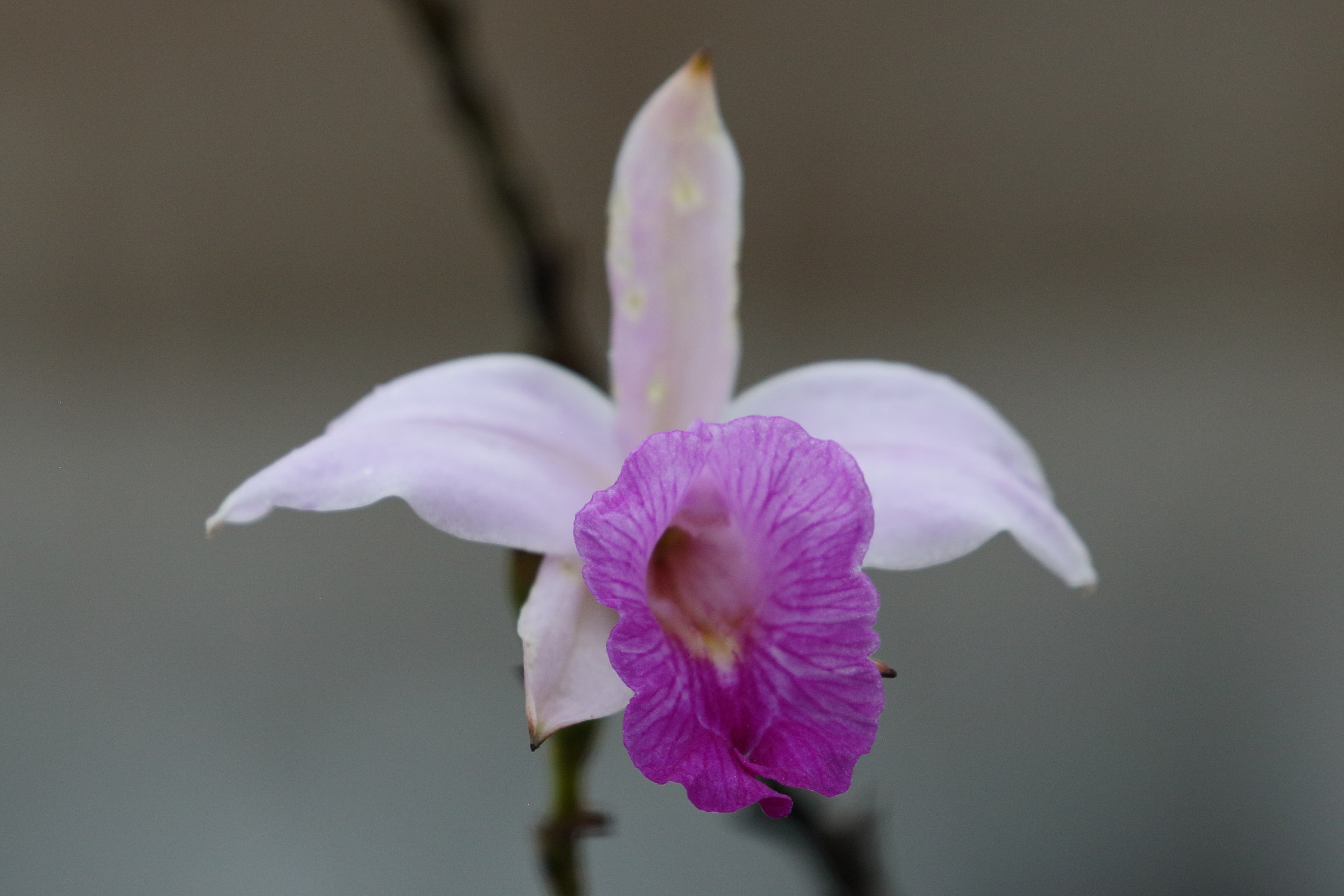 arundina_graminifolia6bd