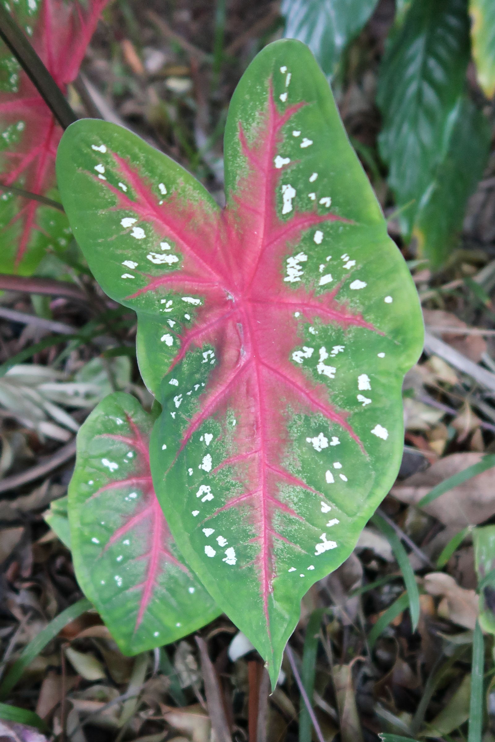 caladium_x_hortulanum3md
