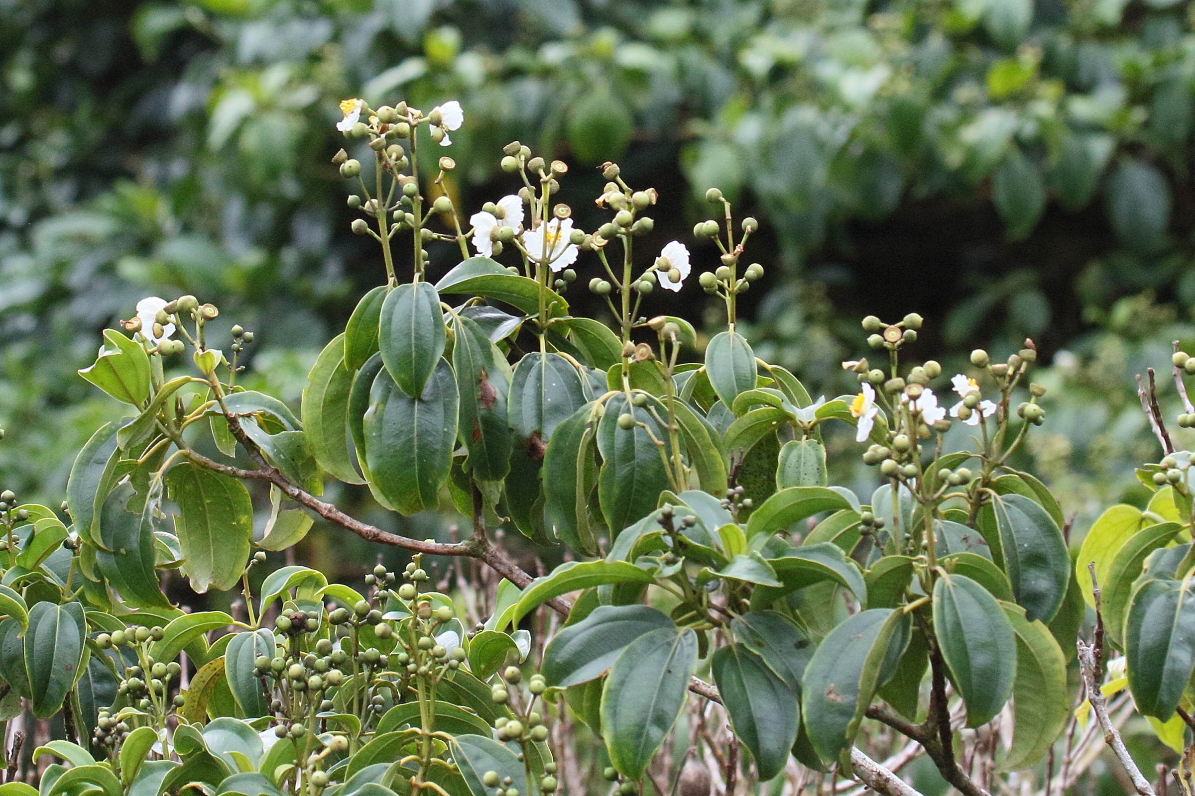 Afficher le média conostegia_oerstediana7md conostegia_oerstediana7md