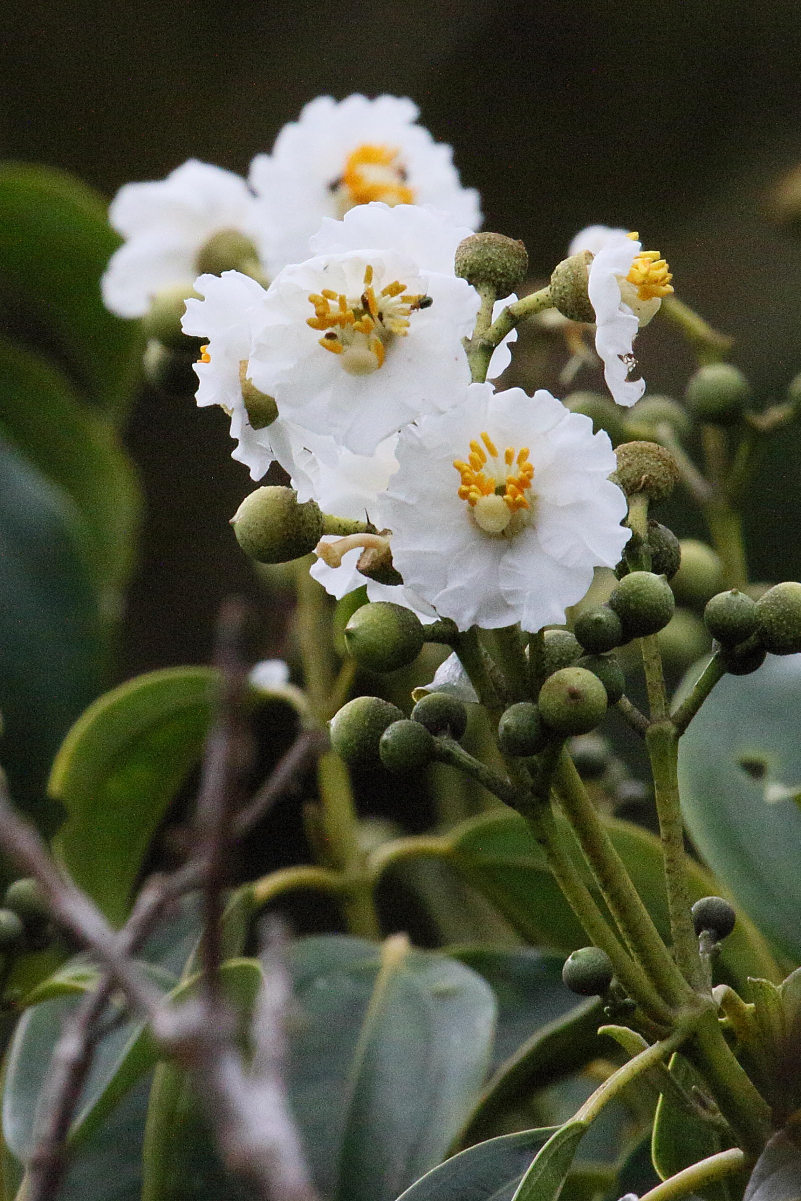 Afficher le média conostegia_oerstediana8md conostegia_oerstediana8md