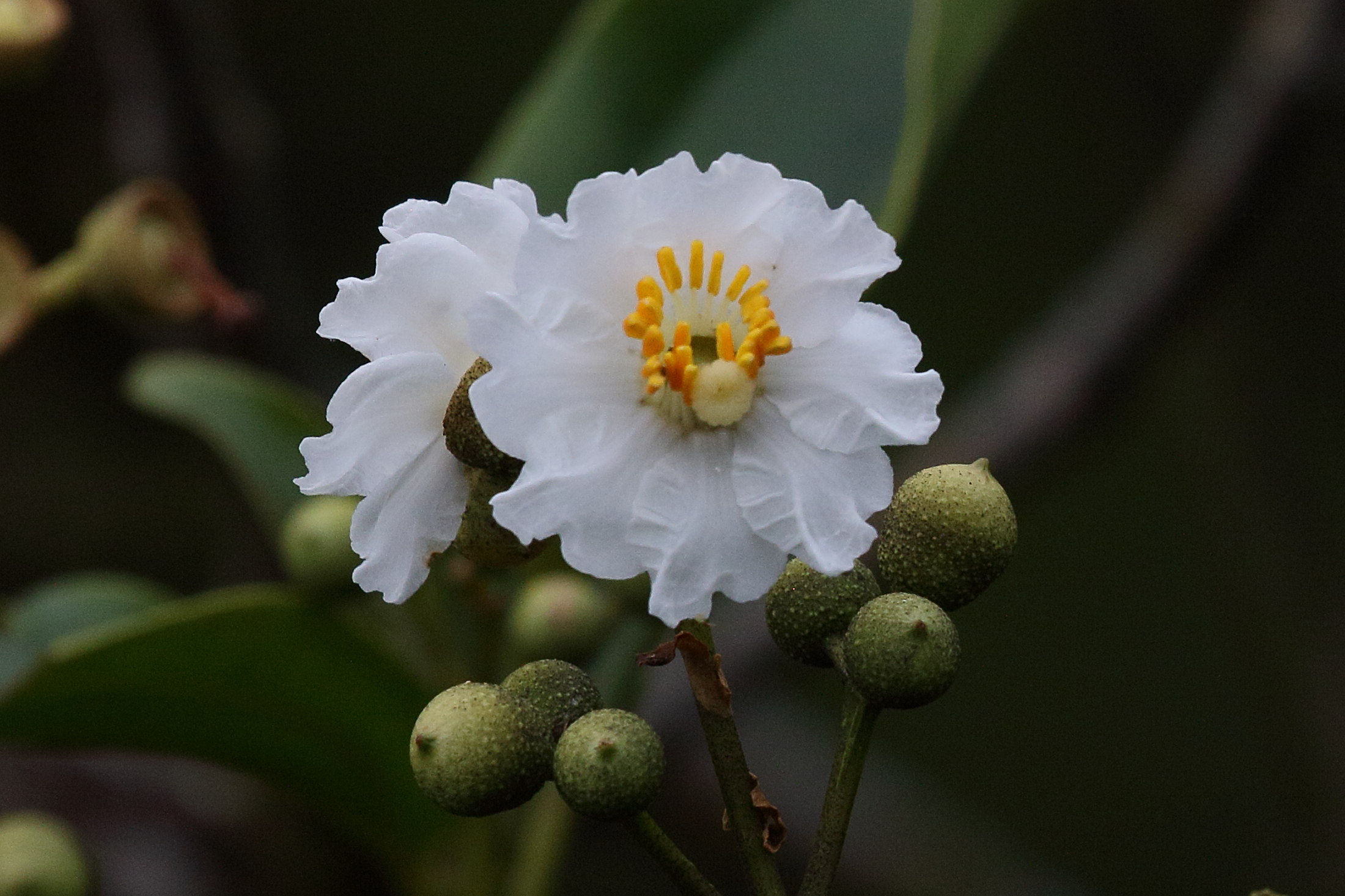 Afficher le média conostegia_oerstediana9bd conostegia_oerstediana9bd