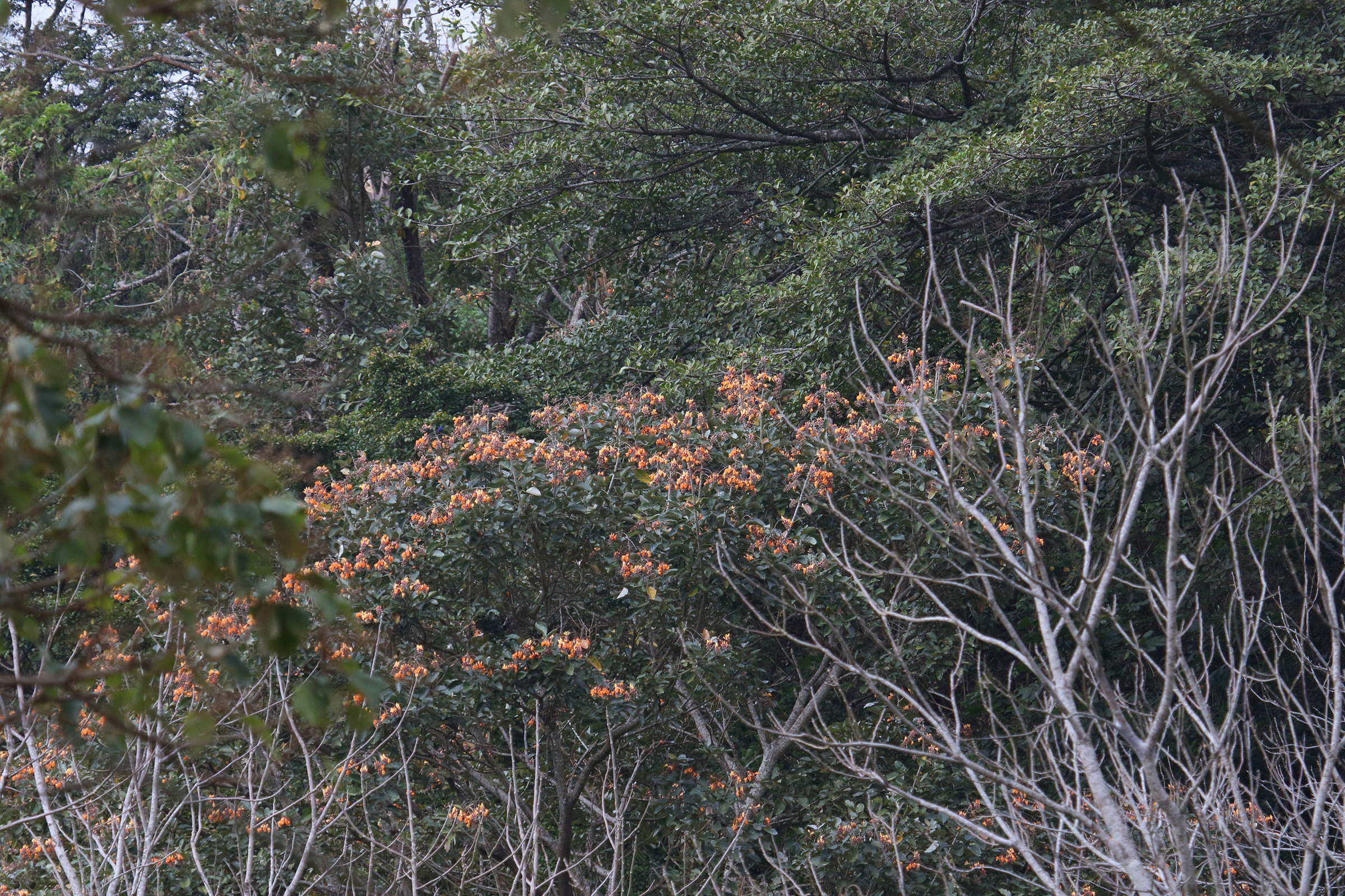 Afficher le média erythrina_fusca5md erythrina_fusca5md