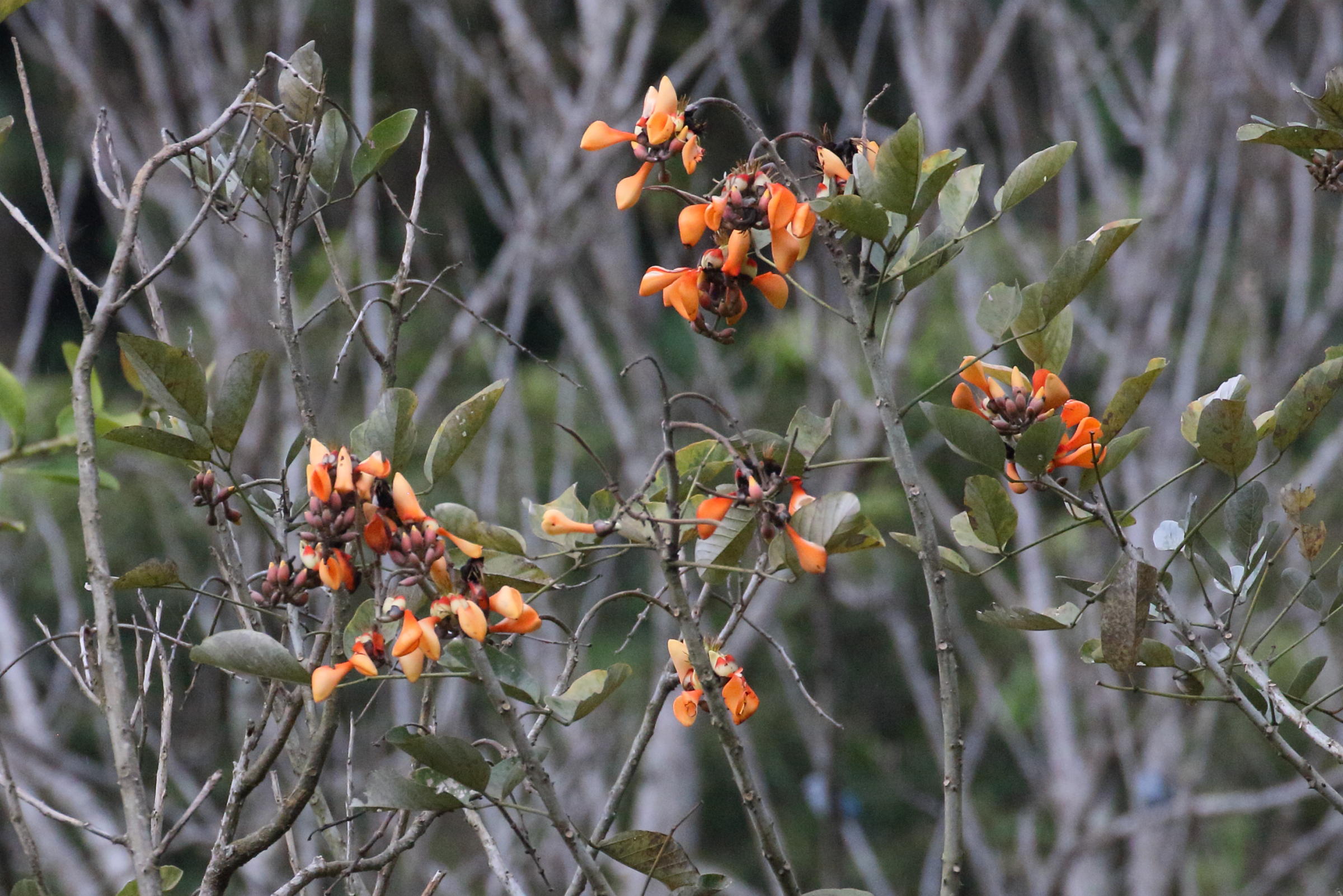 Afficher le média erythrina_fusca6bd erythrina_fusca6bd