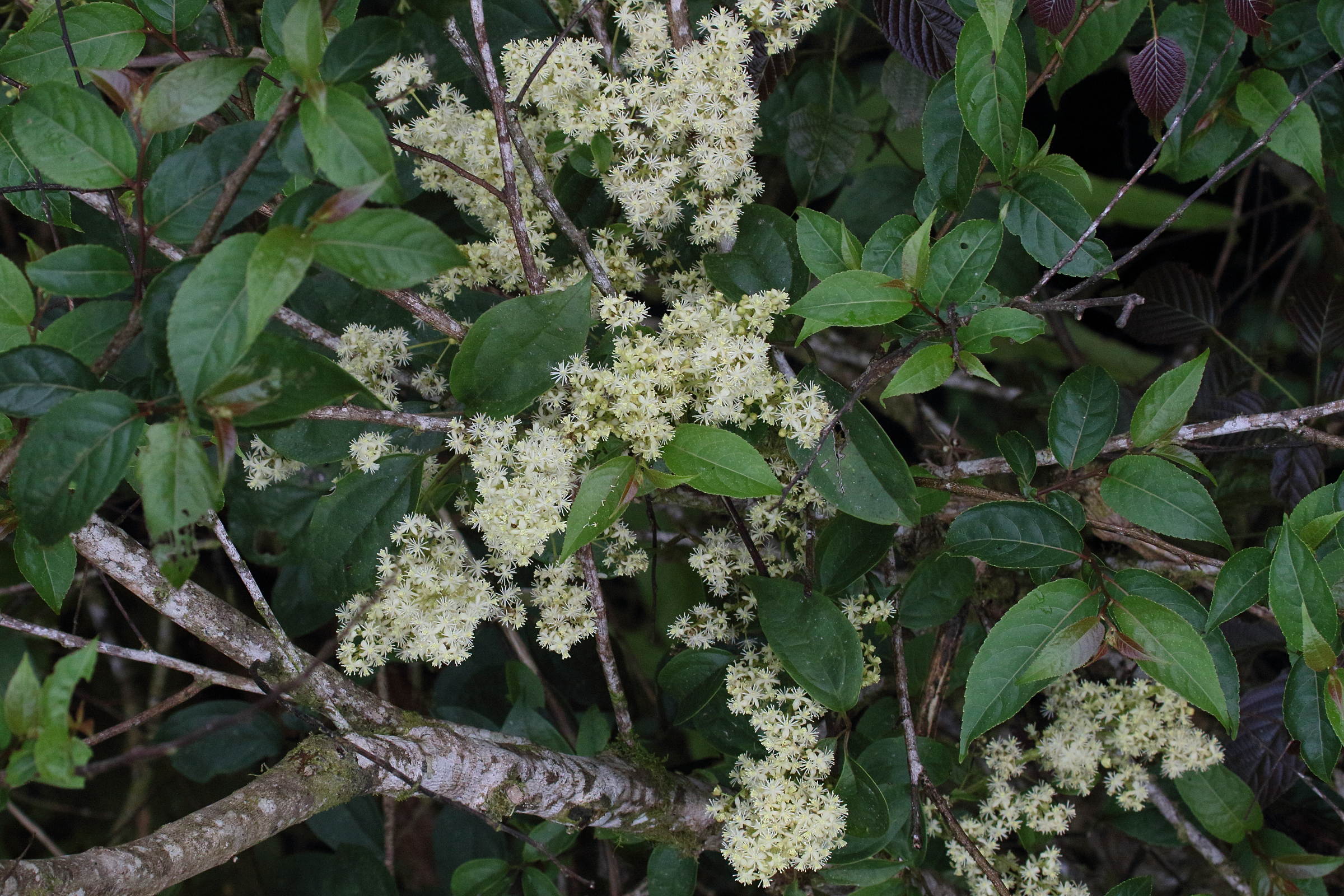 clematis_polygama1md