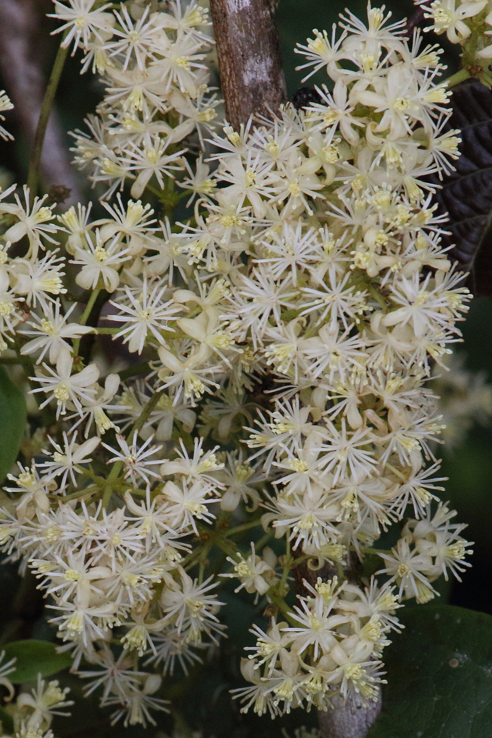 clematis_polygama2md