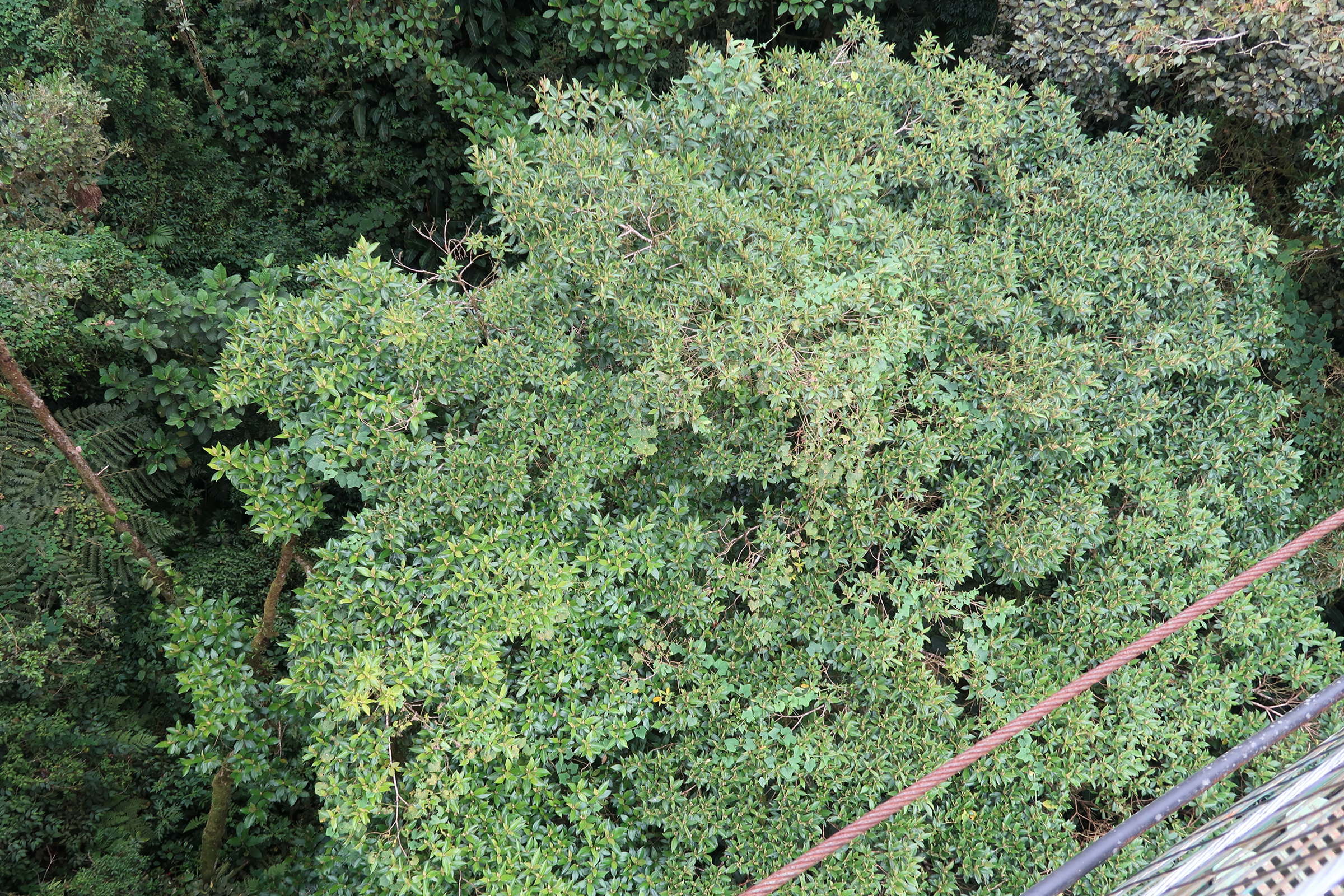 Afficher le média conostegia_xalapensis1md conostegia_xalapensis1md