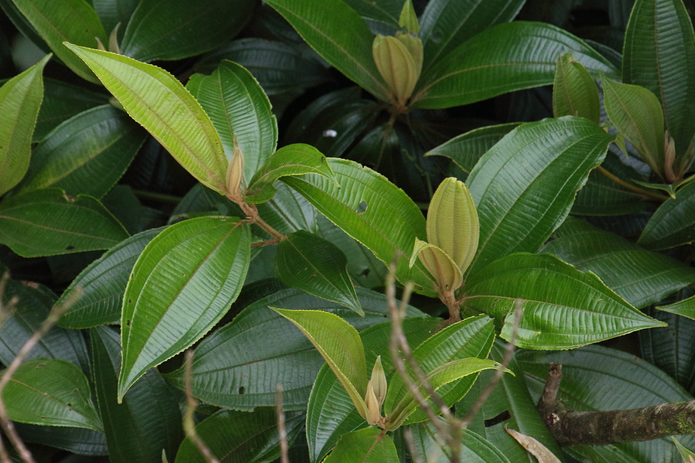 Afficher le média conostegia_xalapensis2md conostegia_xalapensis2md