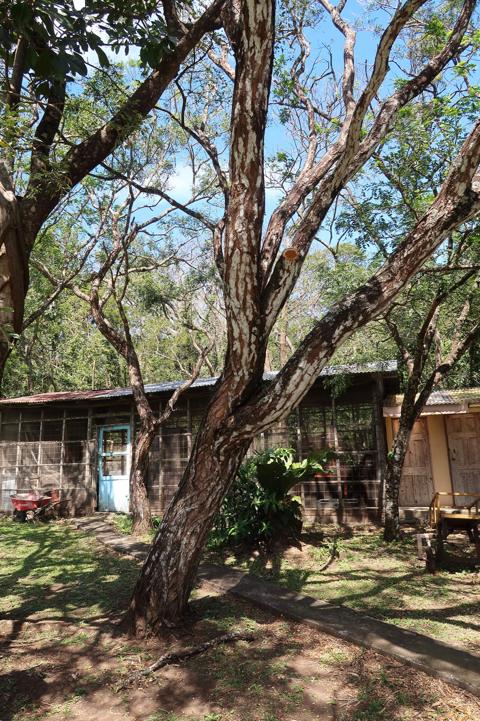 diphysa_americana1md