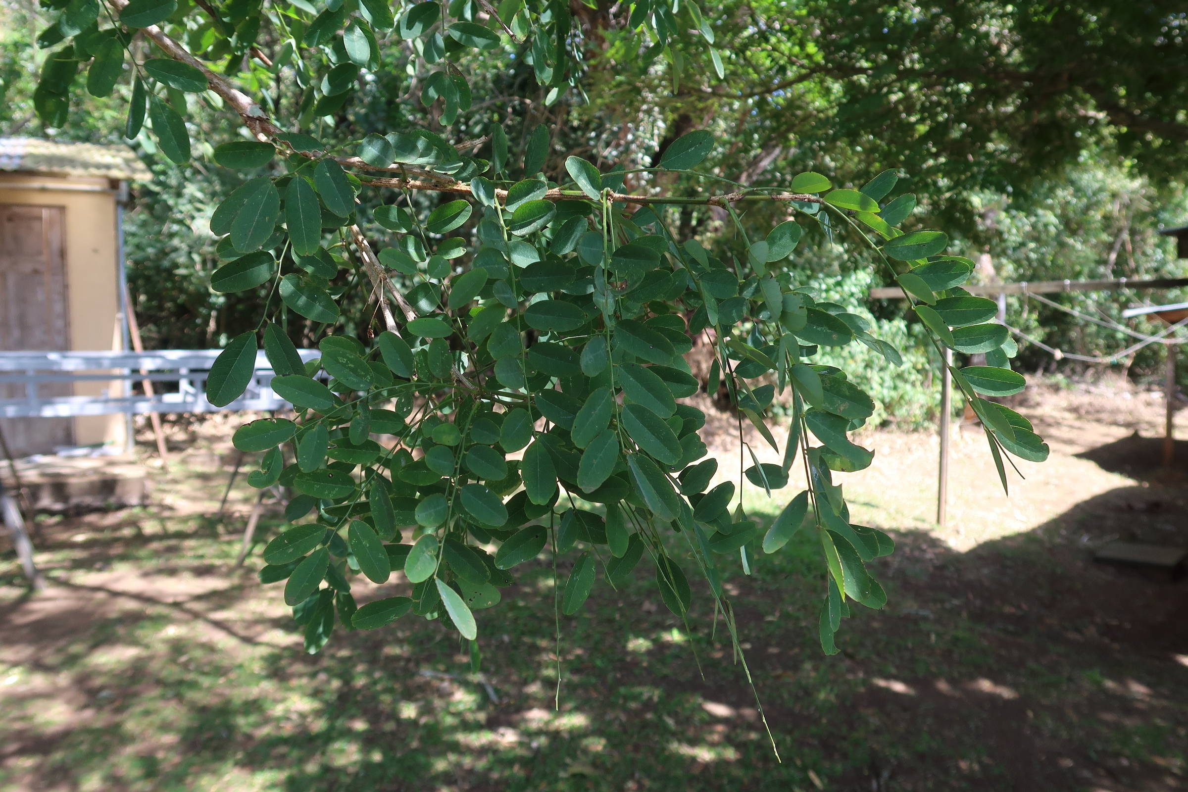 diphysa_americana2md