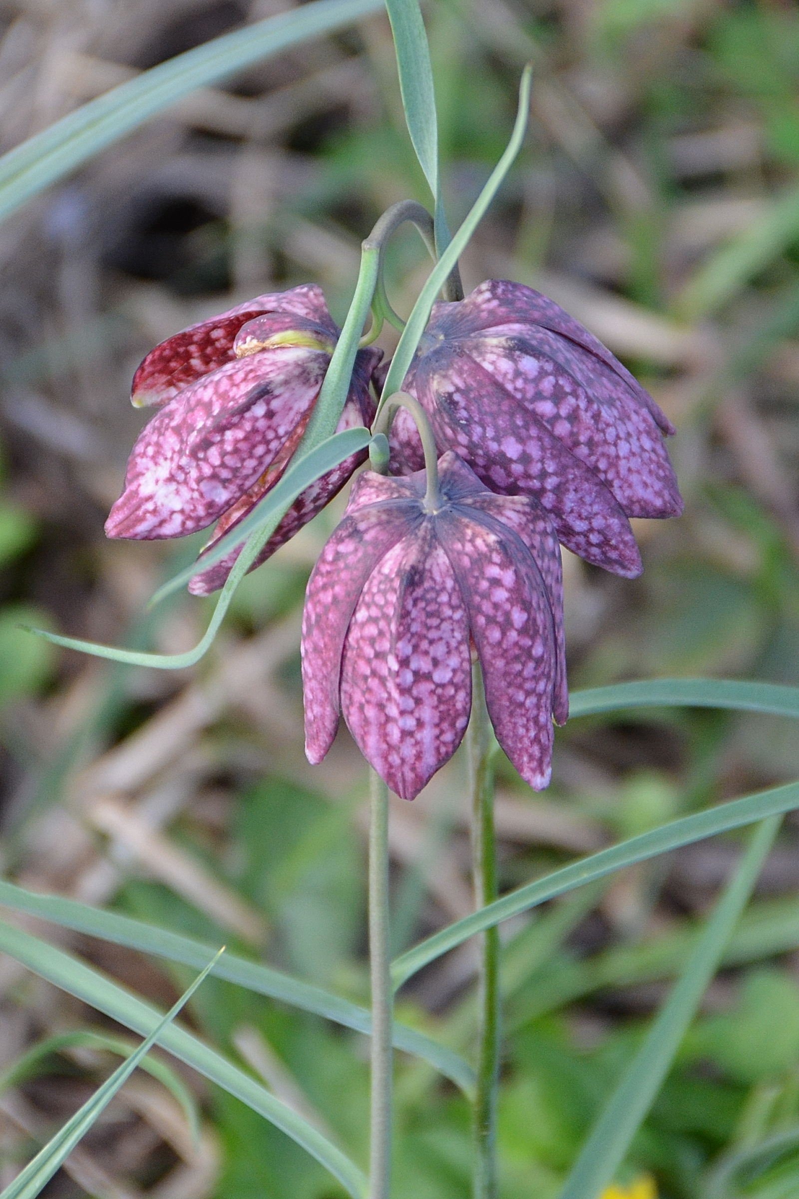 fritillaria_meleagris4rf
