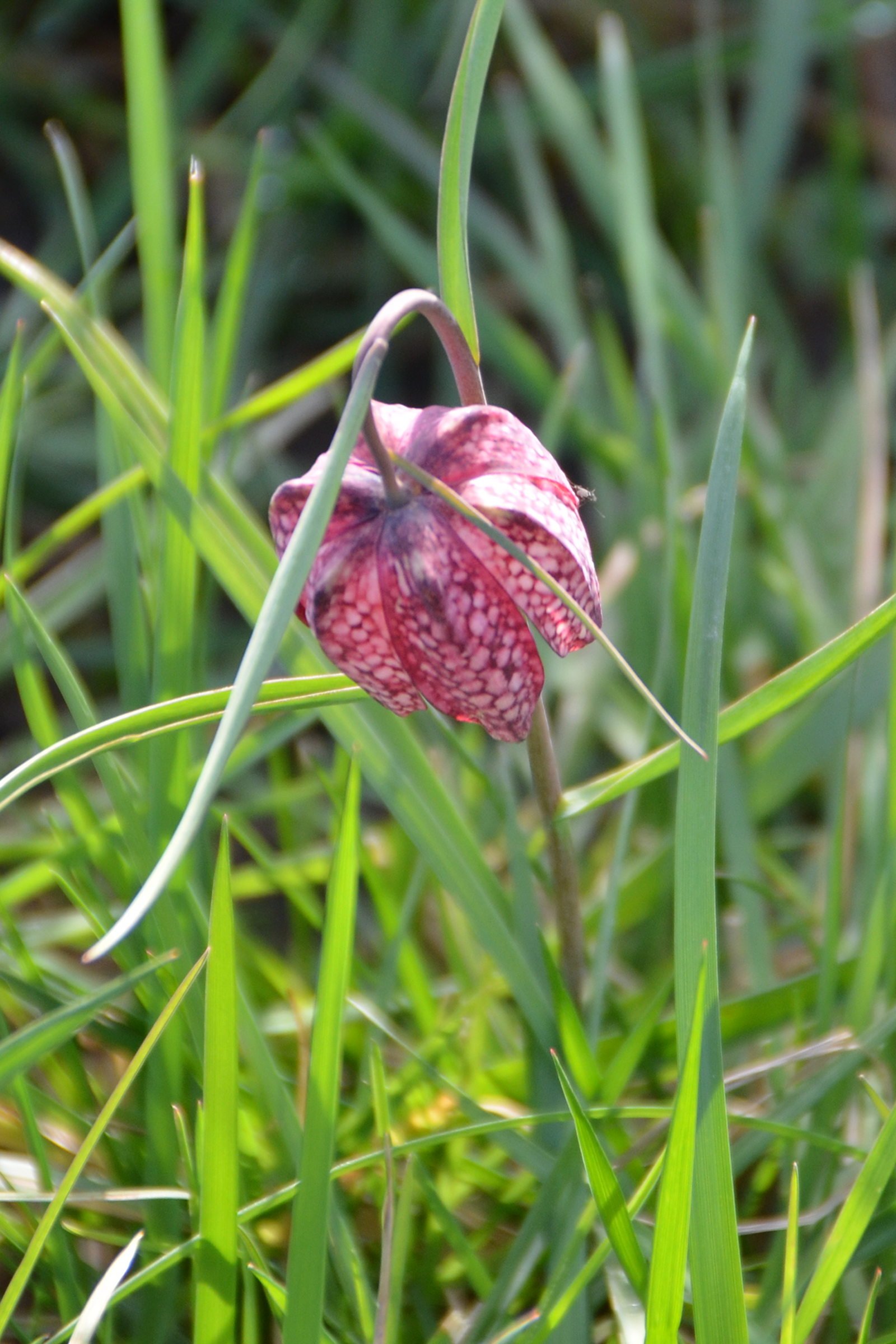 fritillaria_meleagris5rf