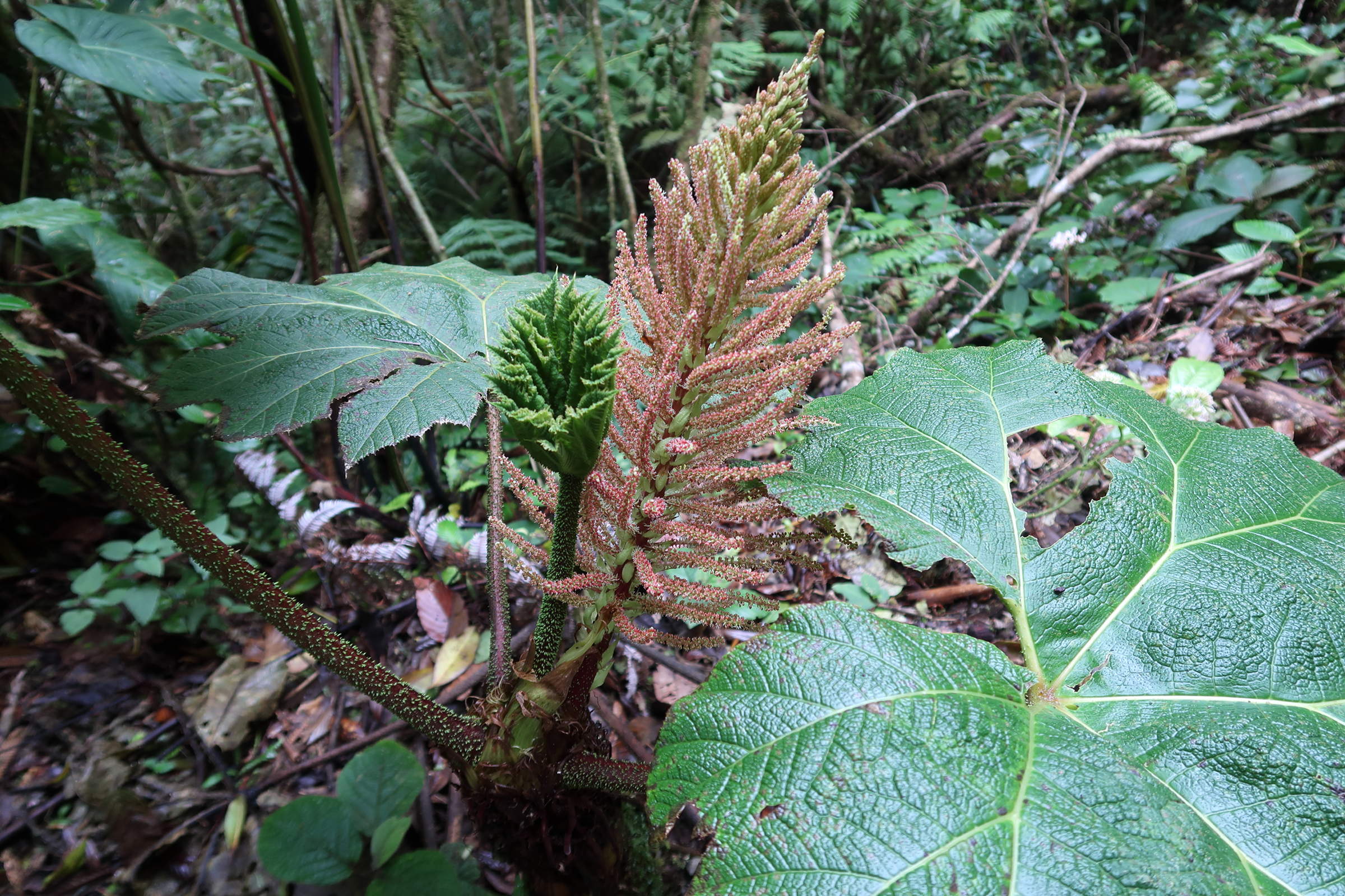 Afficher le média gunnera_insignis6md gunnera_insignis6md