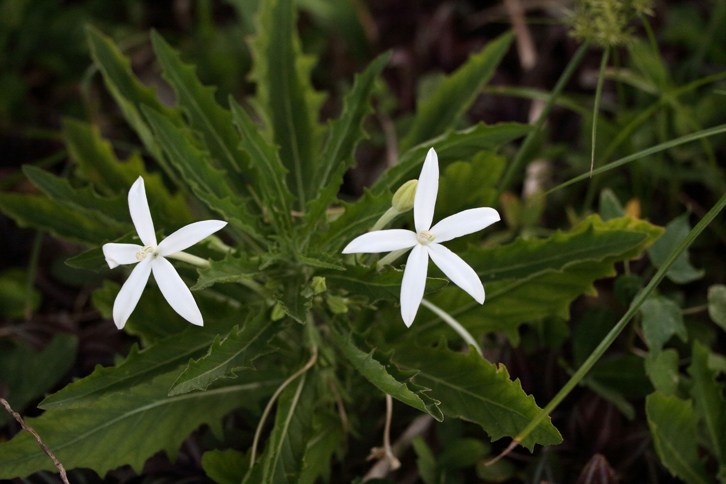 Afficher le média hippobroma_longiflora5md hippobroma_longiflora5md