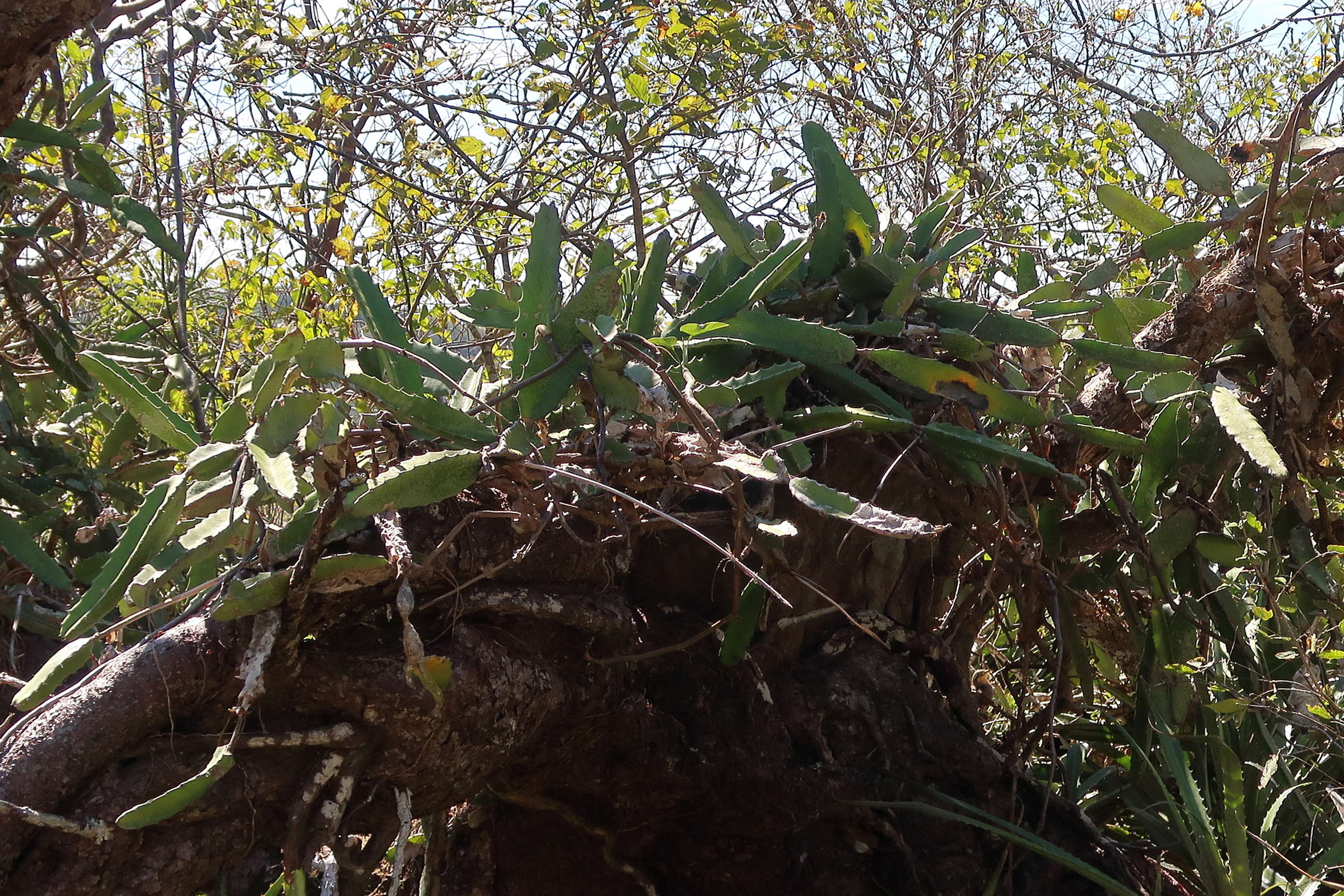 Afficher le média hylocereus_costaricensis4md hylocereus_costaricensis4md