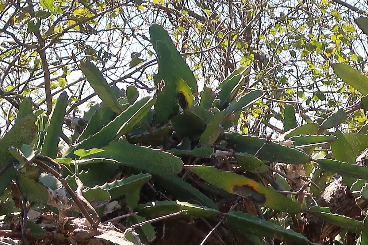 Afficher le média hylocereus_costaricensis5md hylocereus_costaricensis5md